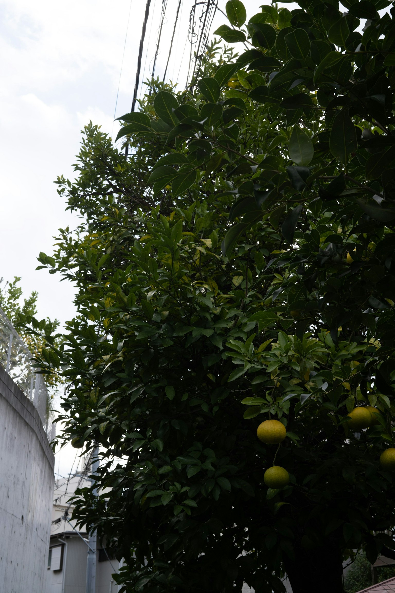 มุมมองของต้นไม้ผลไม้ที่มีผลไม้สีเหลืองและสายไฟในพื้นหลัง