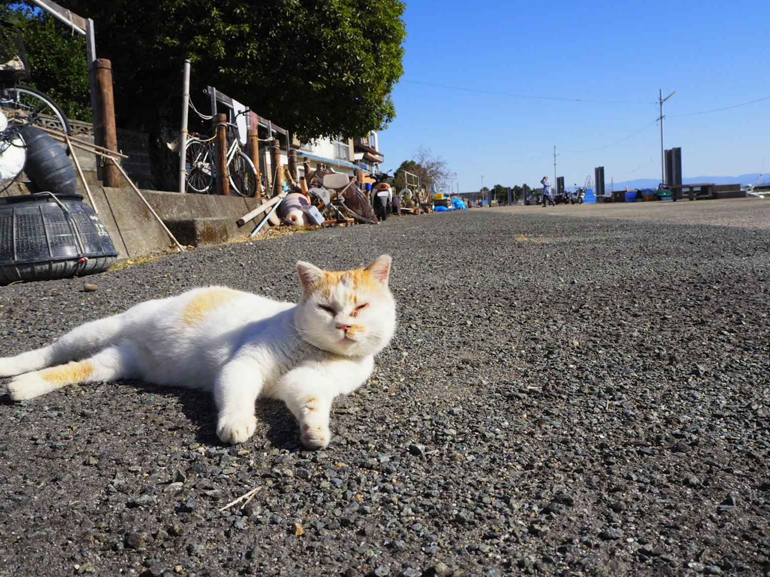 A white cat lounging on the road with a blue sky in the background
