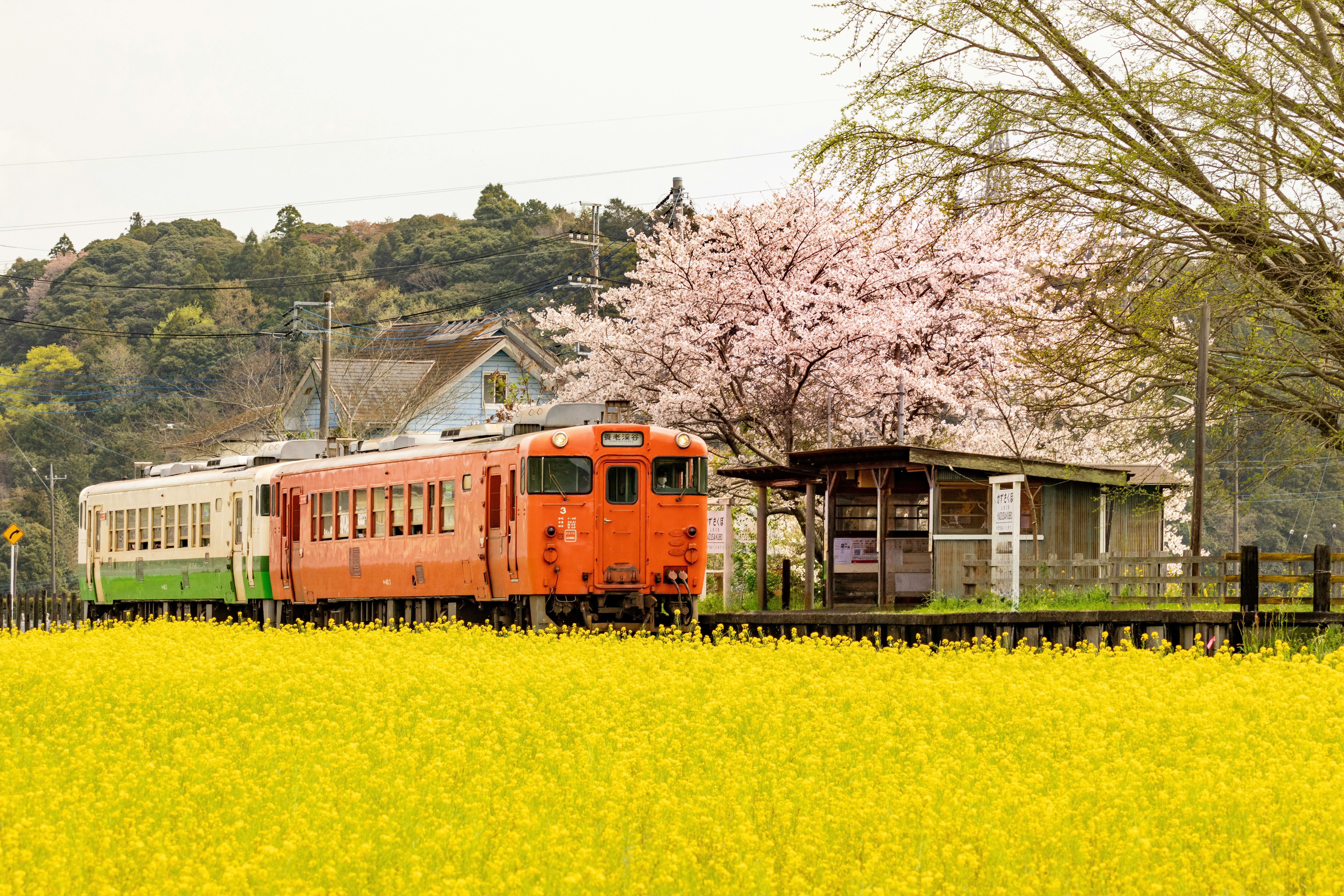 รถไฟสีส้มแล่นผ่านสถานีใกล้ทุ่งดอกมัสตาร์ดและซากุระ