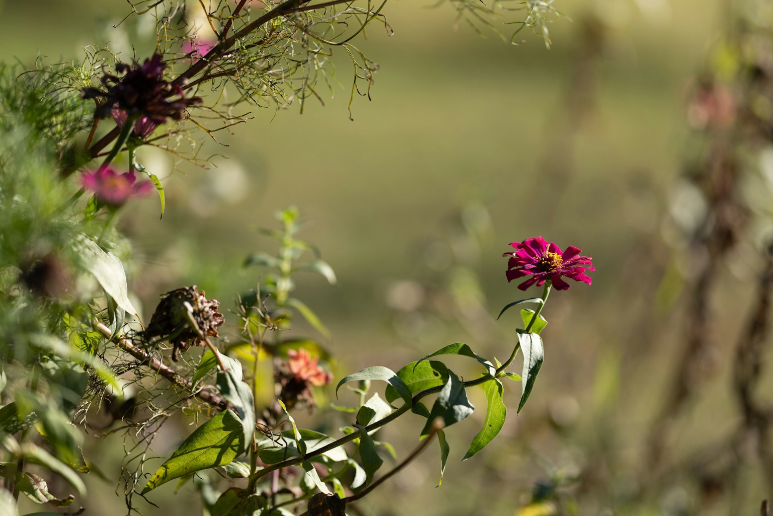 Colorful flowers blooming in a natural setting