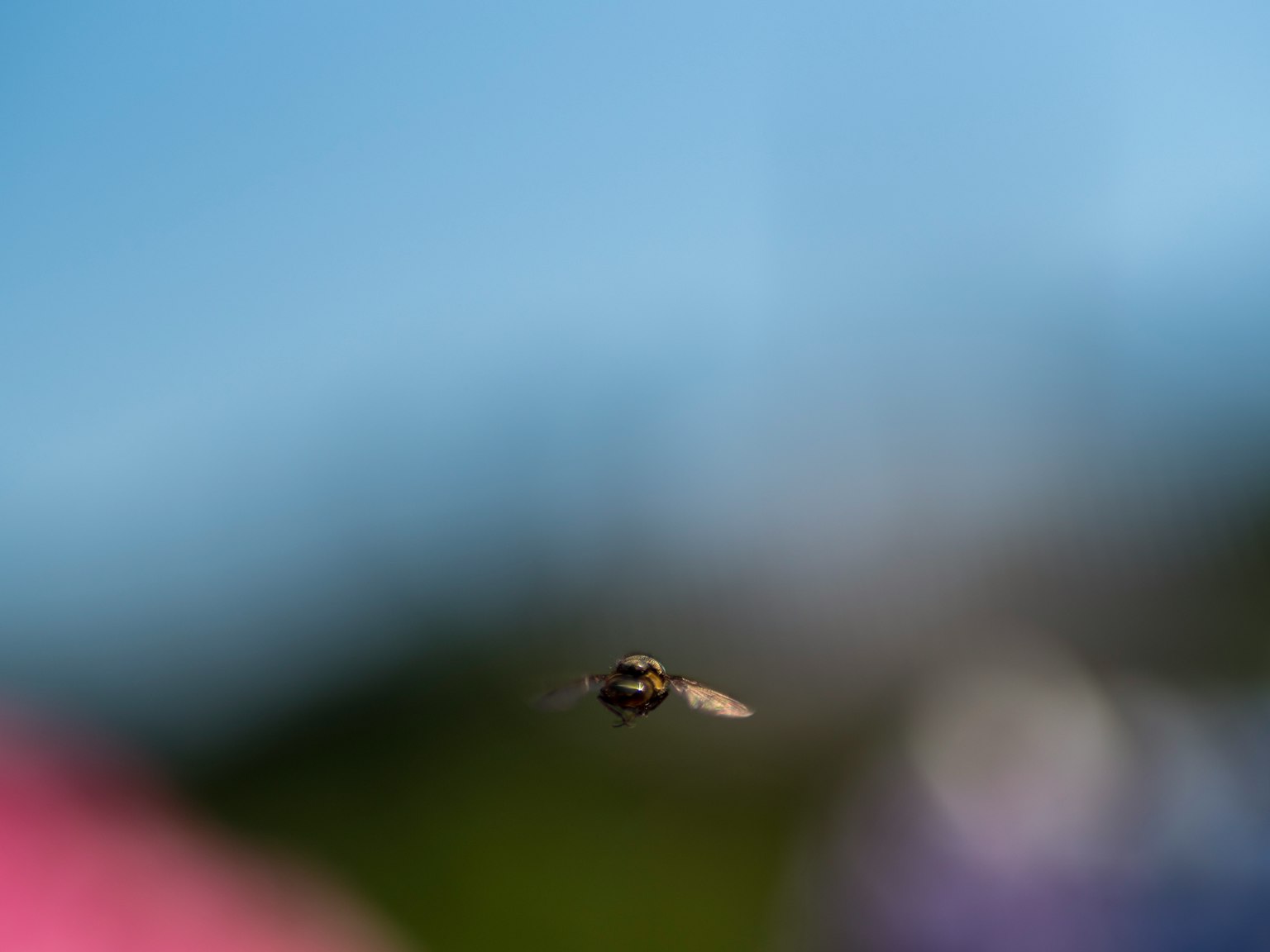 Acercamiento de un insecto volador con flores y vegetación borrosas al fondo