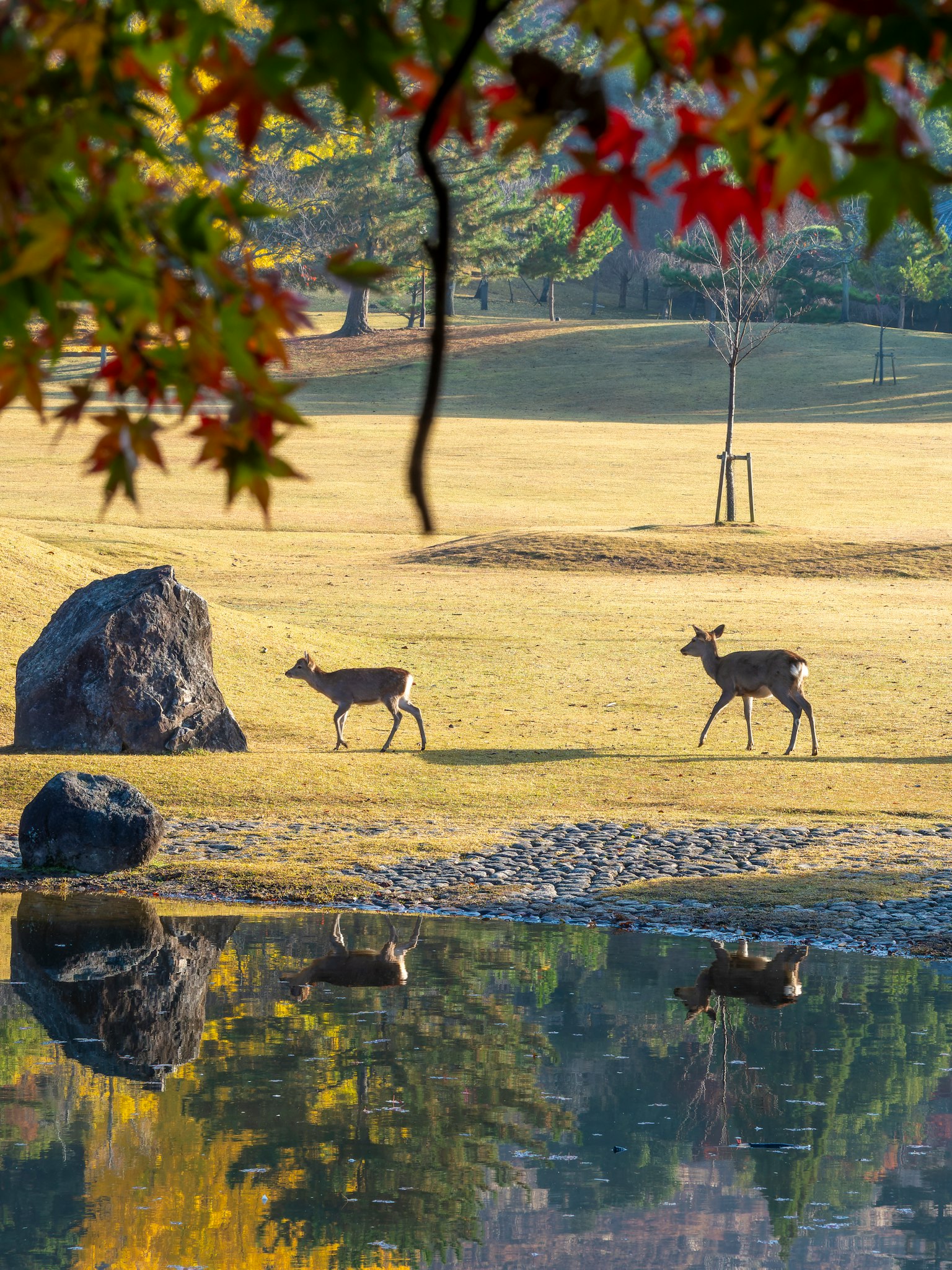 Two deer walking by a serene pond with reflections and autumn leaves