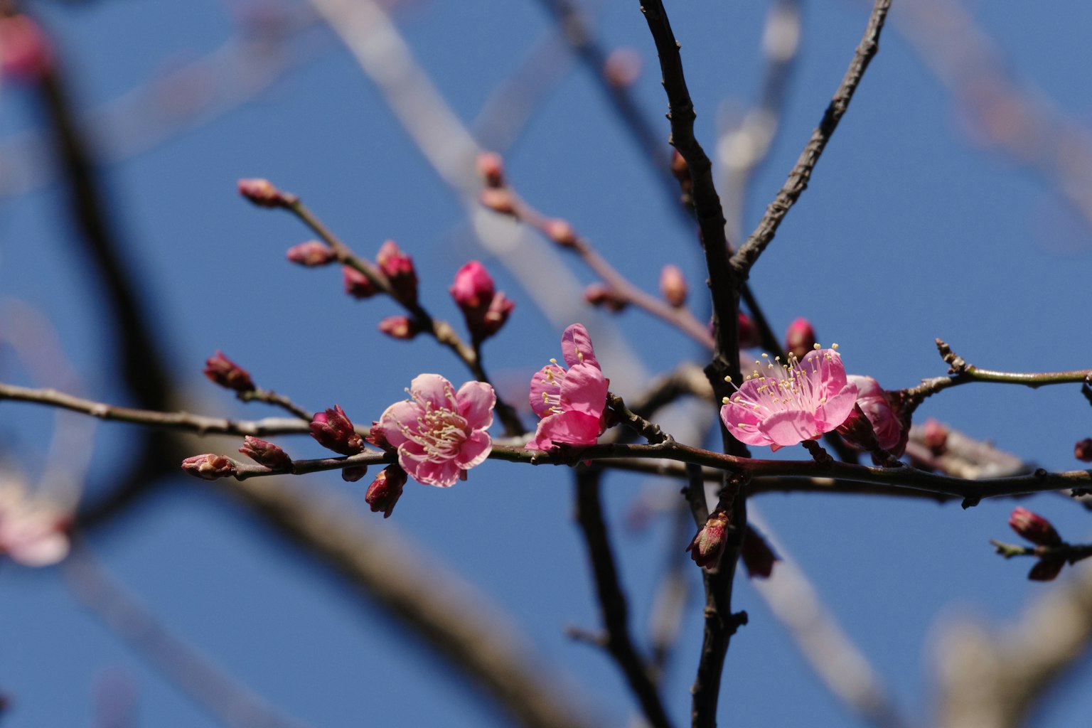 Primo piano di fiori di prugno rosa e gemme su sfondo blu