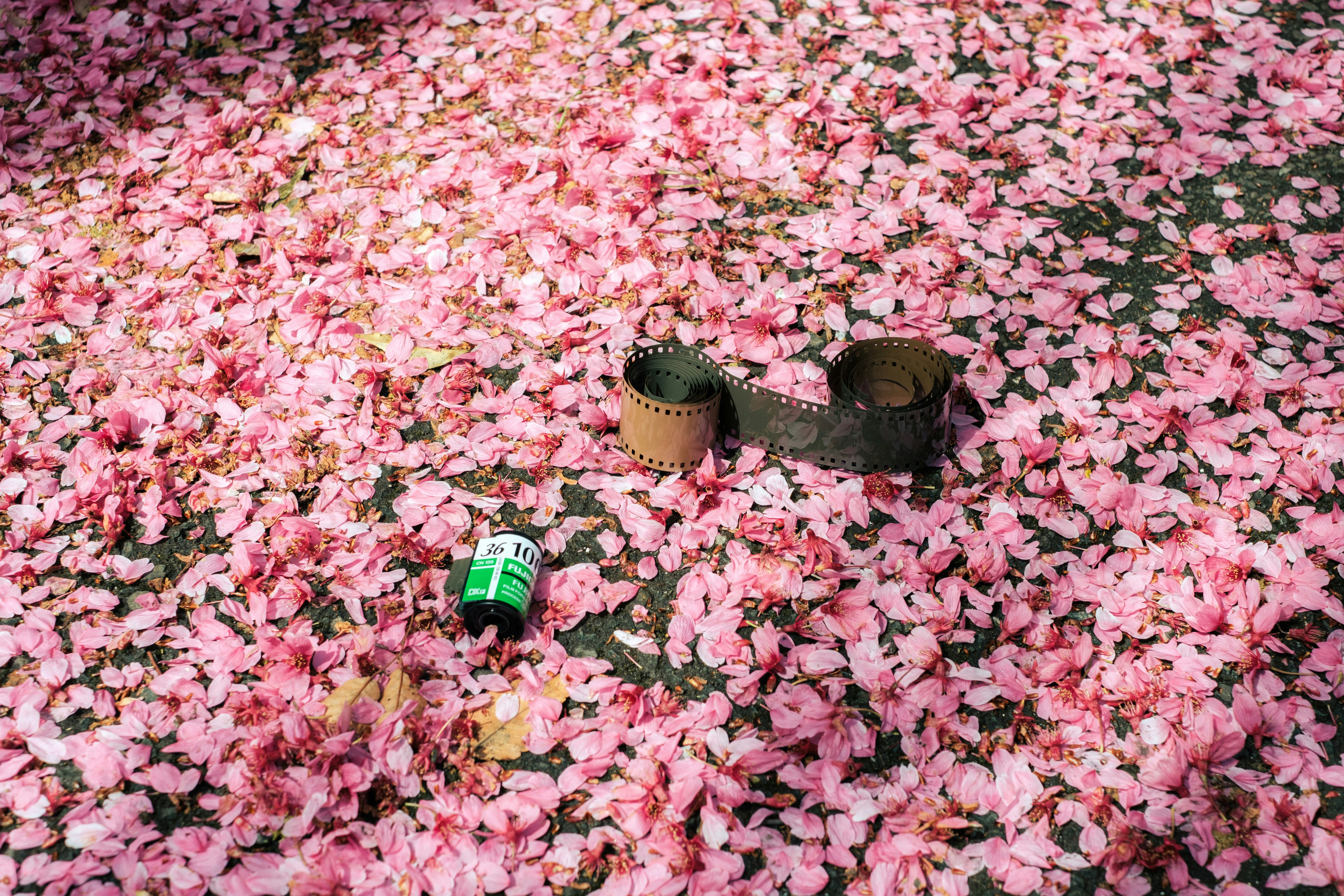 桜の花びらの上に置かれた小物と飲み物