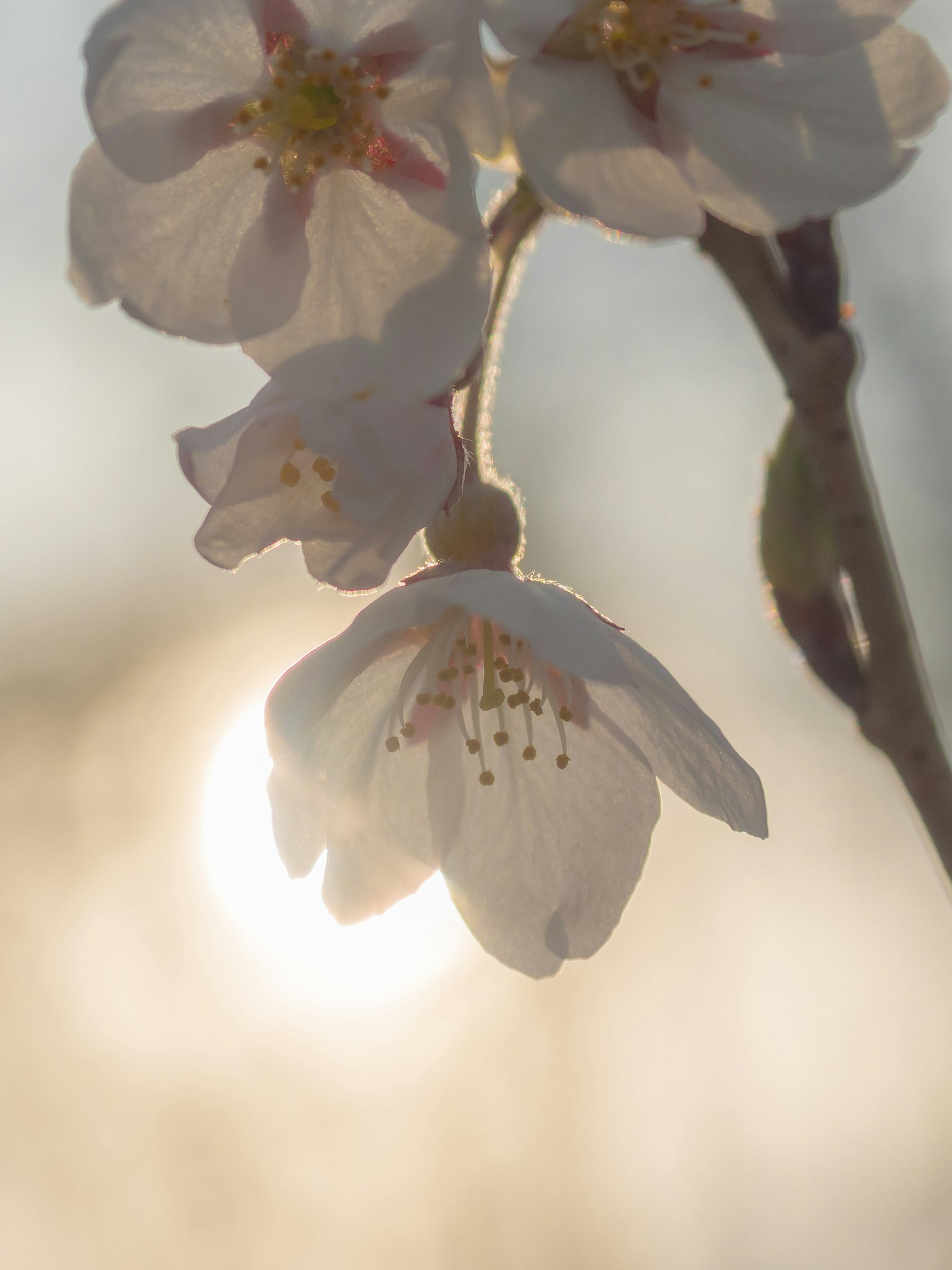 Kirschblüten im Gegenlicht beleuchtet