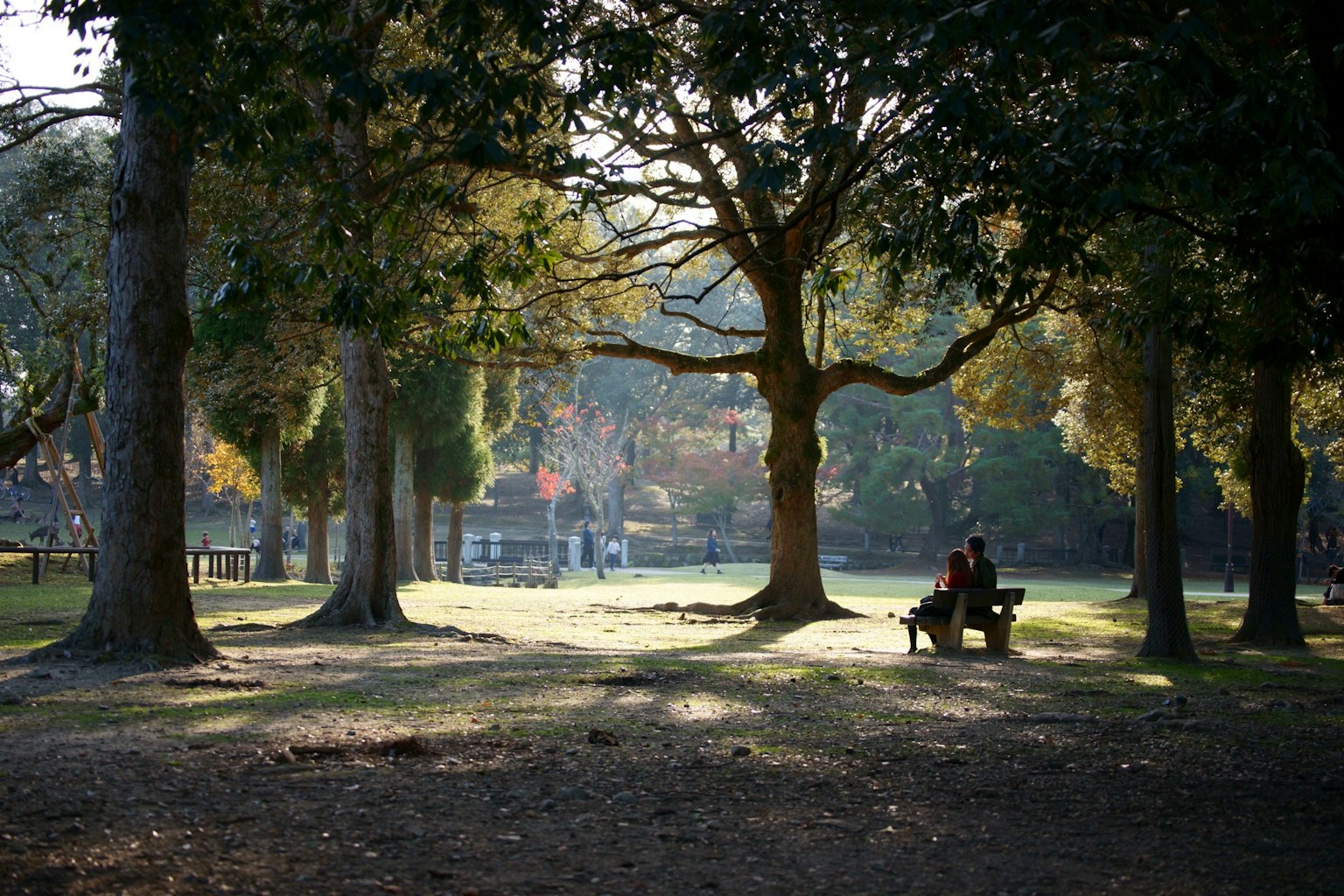 Una escena de parque serena con una persona sentada en un banco rodeada de grandes árboles