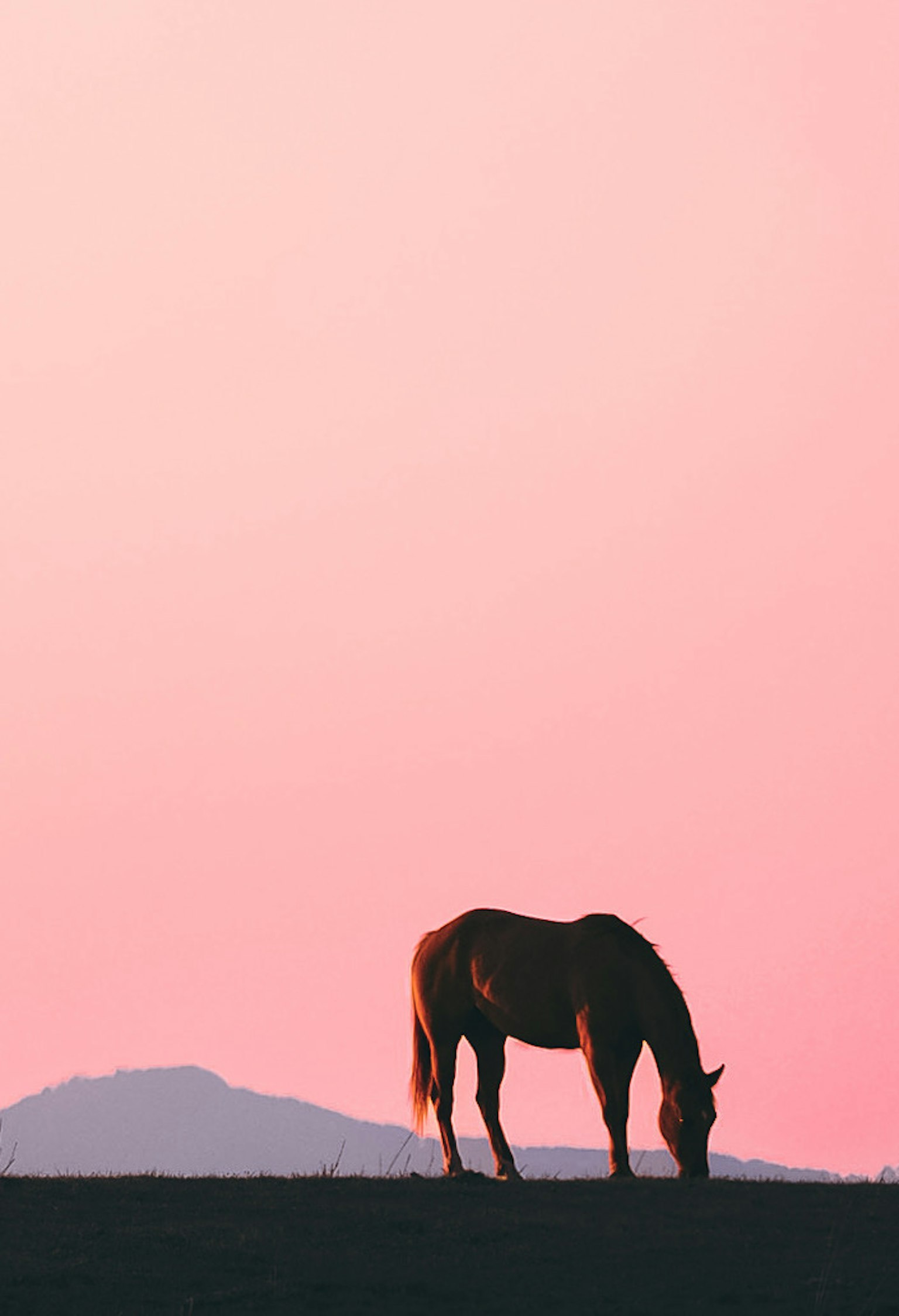 Silhouette of a horse grazing at sunset with a pink sky