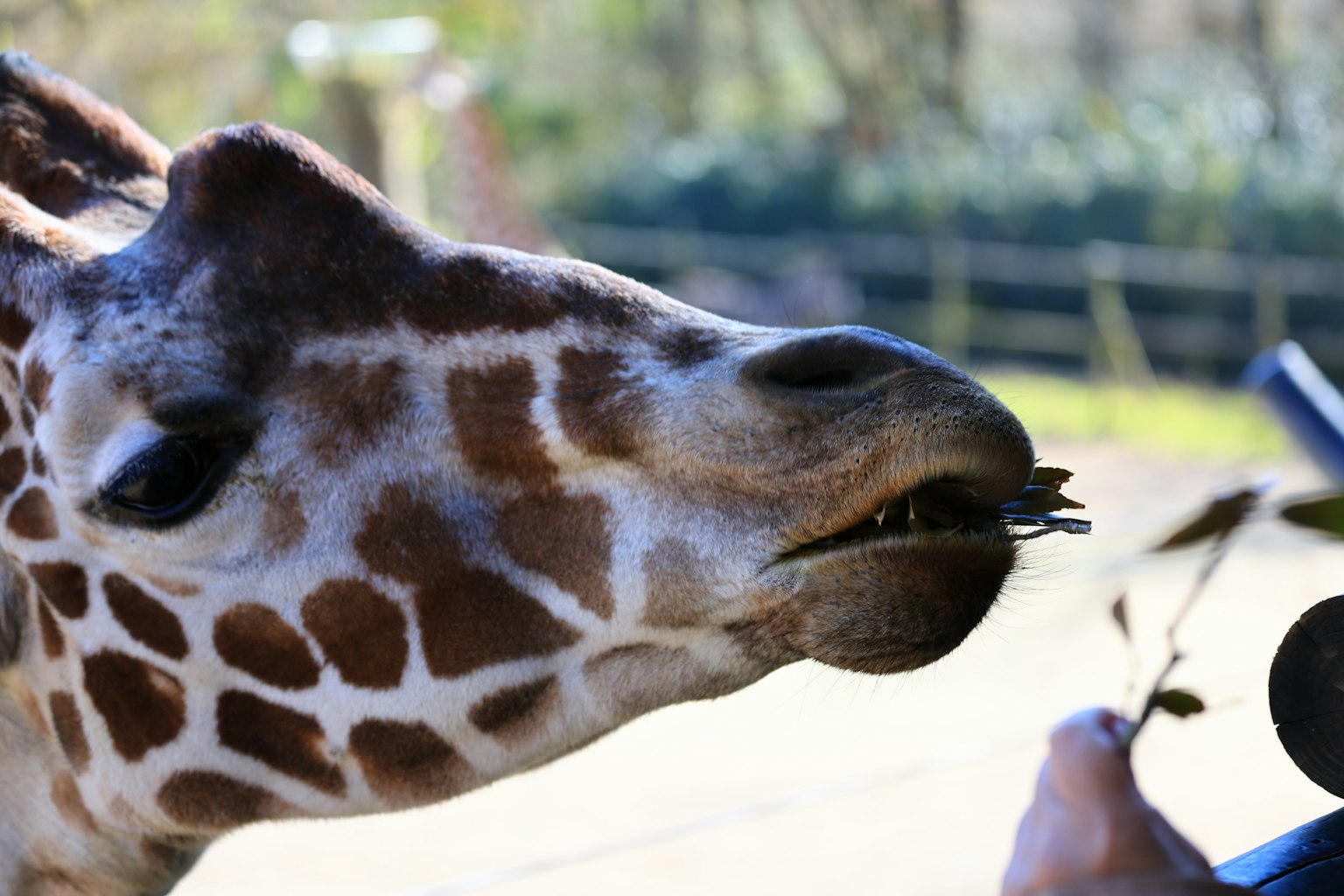 Giraffe en gros plan en train de manger des feuilles