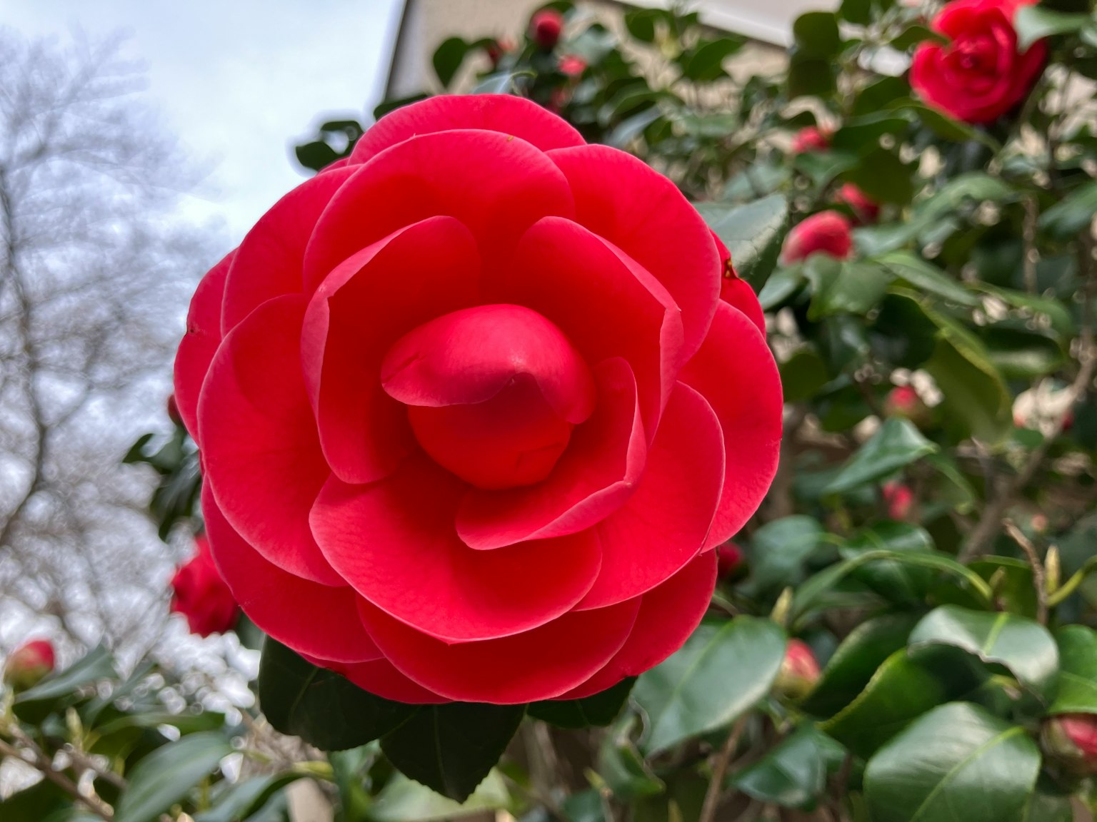 Une fleur de camélia rouge vif en pleine floraison