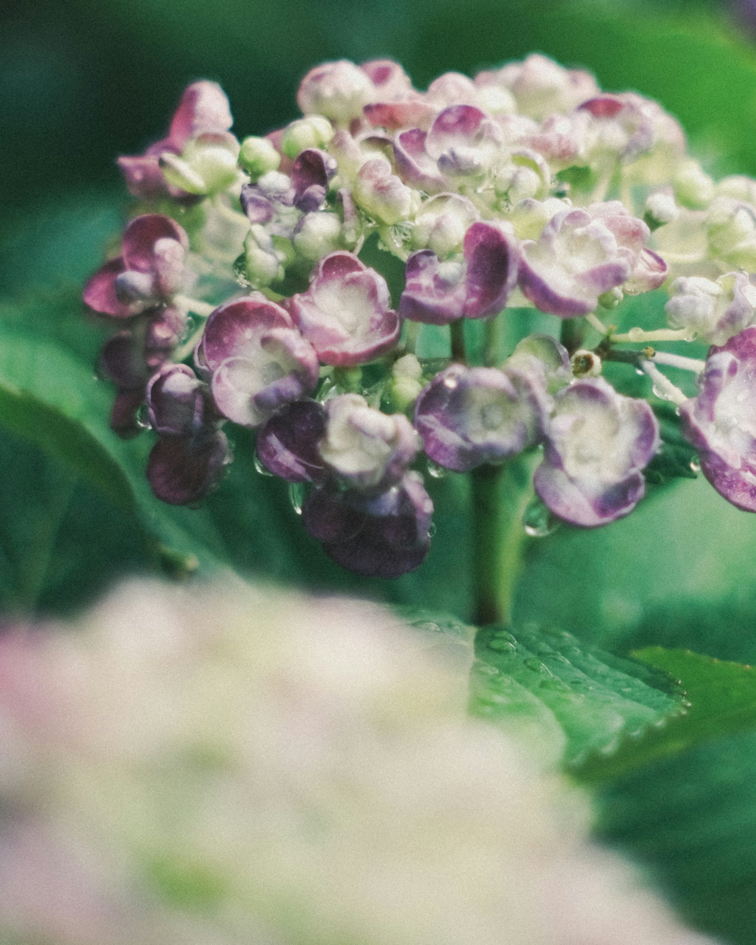 Gros plan de fleurs d'hortensia avec des pétales violets et des feuilles vertes