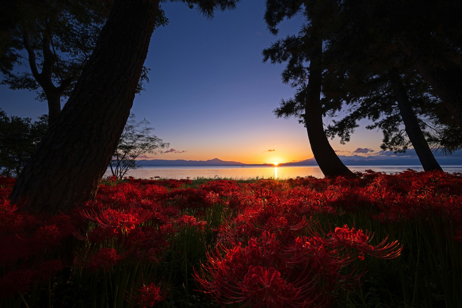 Silhouette di alberi con gigli ragno rossi vicino a un lago al tramonto