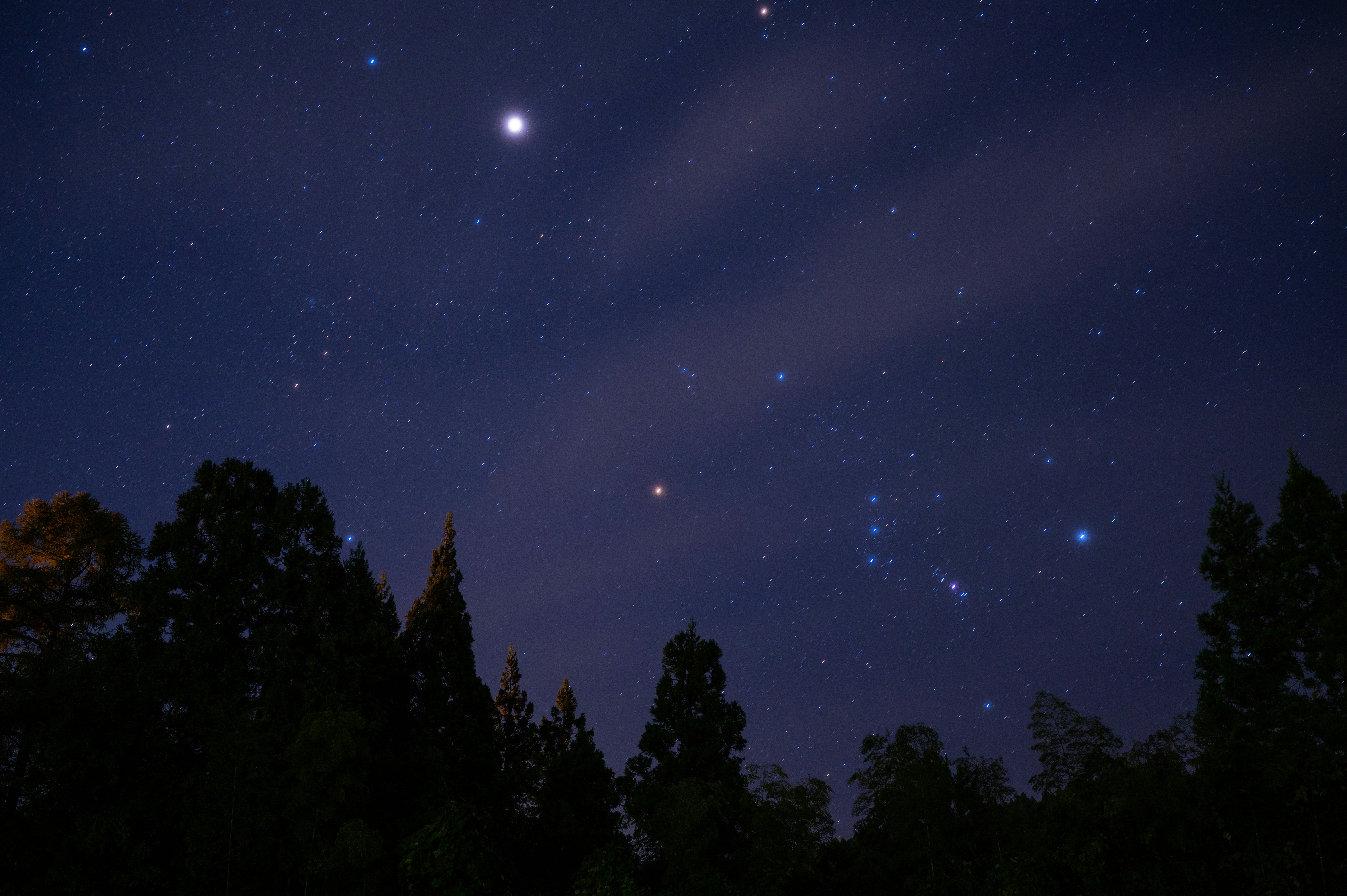 夜空に瞬く星と木々のシルエット