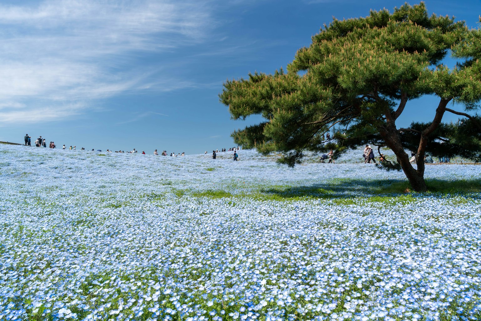 Eine Landschaft mit blauen Blumen und einem Baum