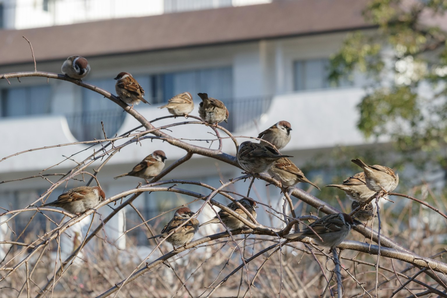 Several sparrows perched on a branch with a building in the background