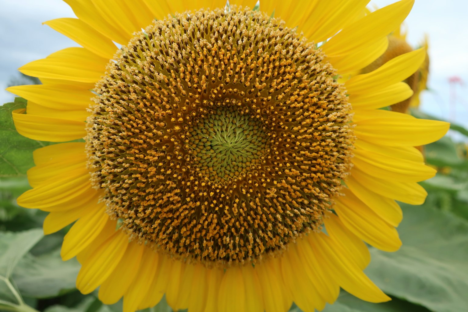Nahaufnahme einer lebhaften Sonnenblume mit ihrem Zentrum und gelben Blütenblättern