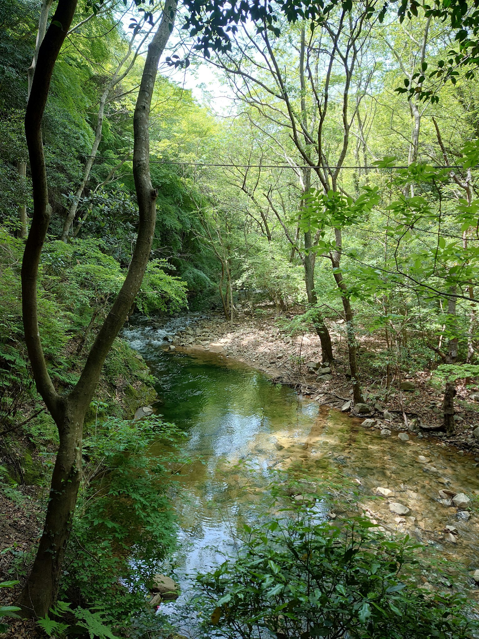 Pemandangan indah aliran sungai di hutan yang rimbun