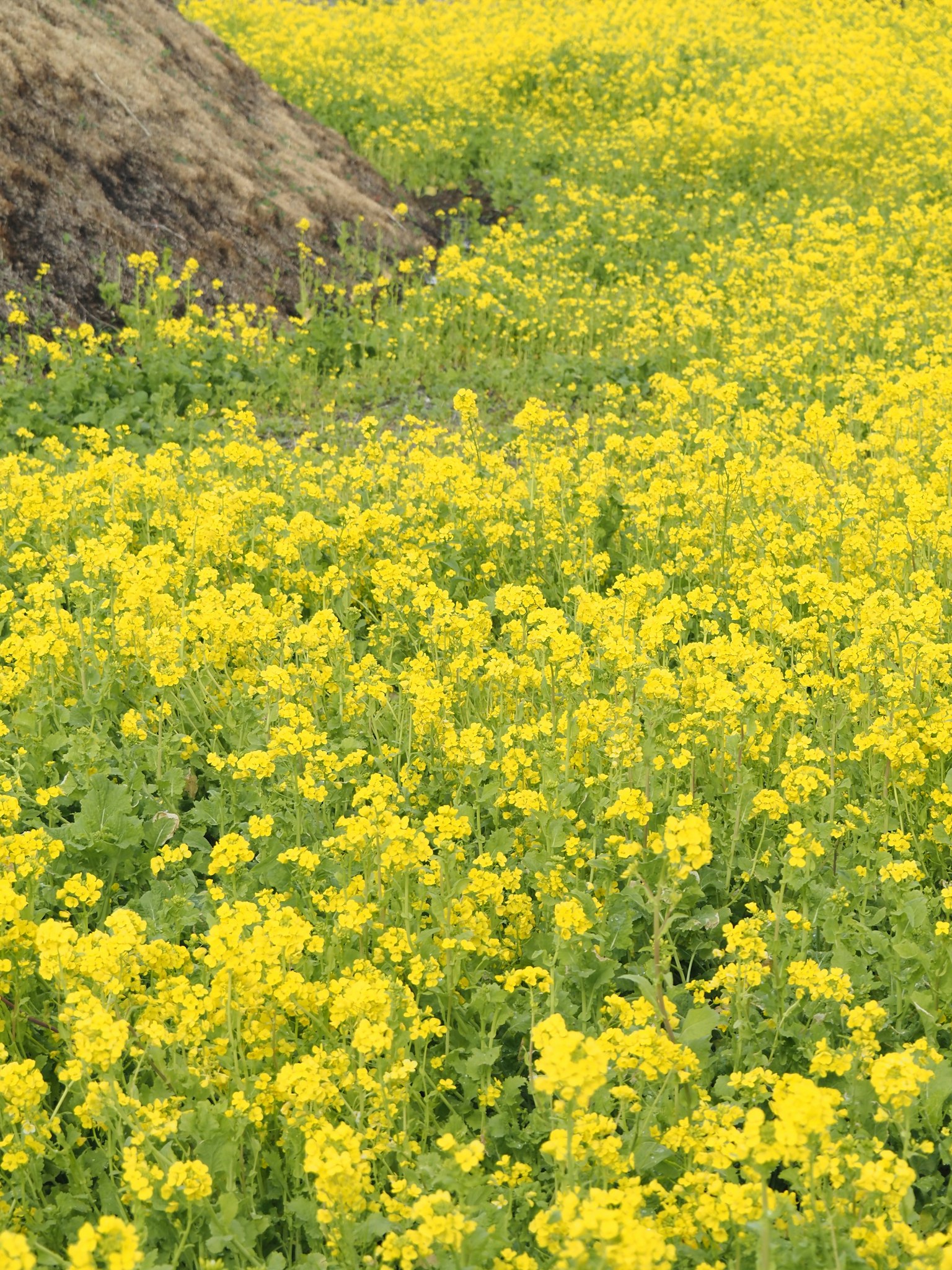 Vast field of vibrant yellow flowers in bloom