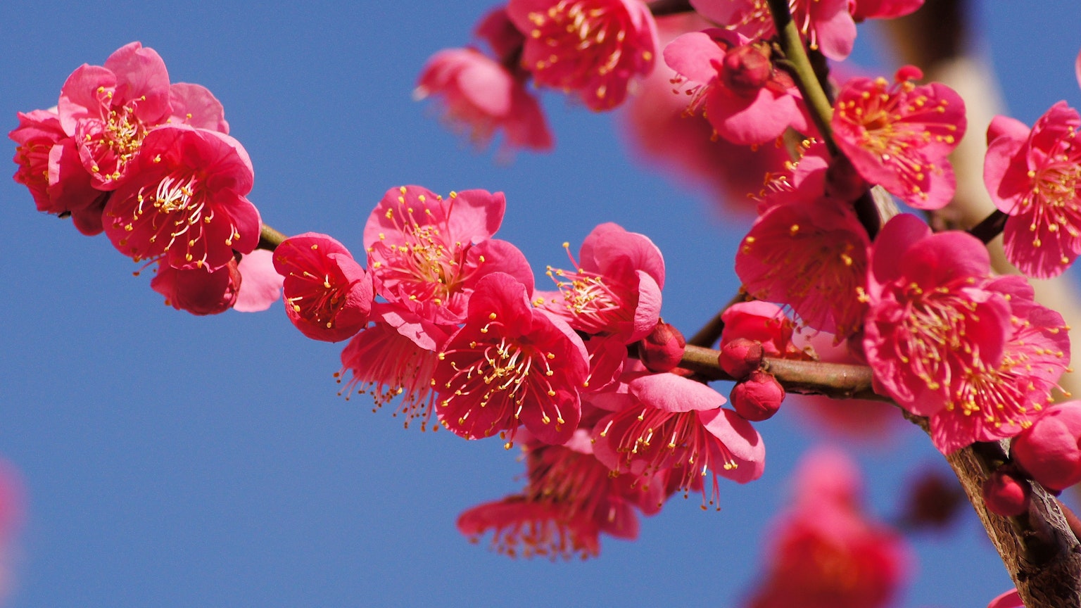 Fleurs de prunier roses vives contre un ciel bleu
