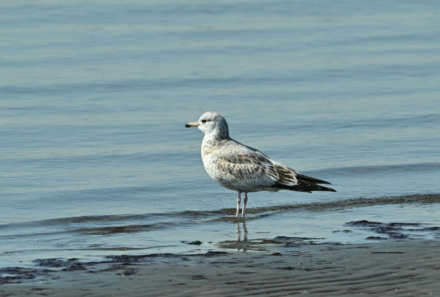 A young seagull standing by the water's edge