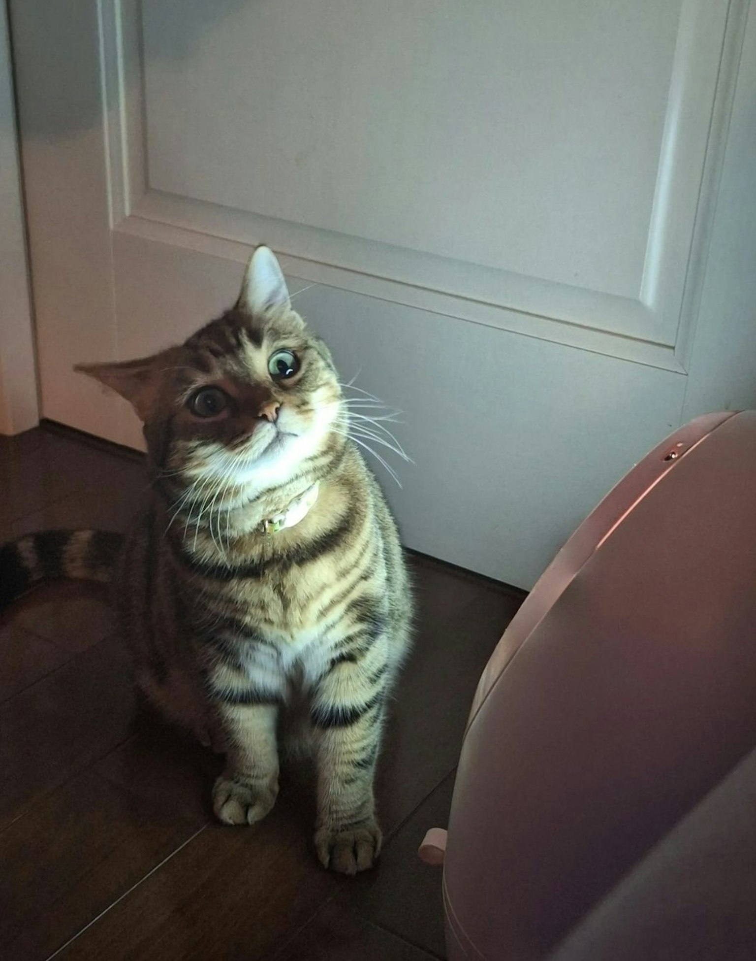 Un gato atigrado marrón sentado frente a una puerta