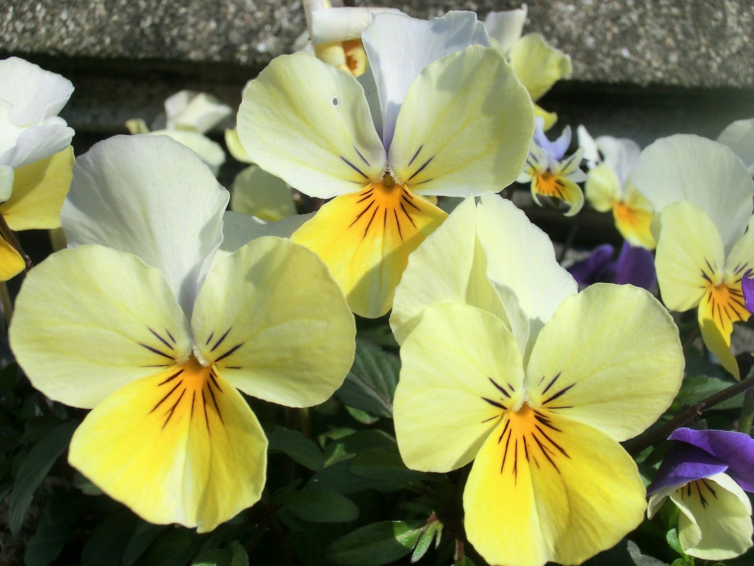 Flores de pensamiento amarillas y blancas en plena floración