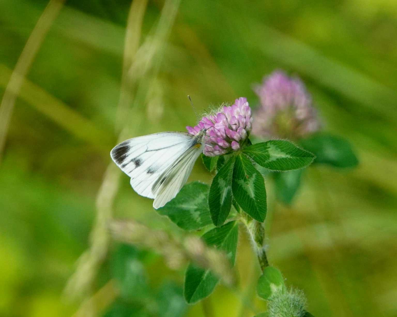 Ein weißer Schmetterling, der auf einer rosa Blume in grünem Hintergrund sitzt