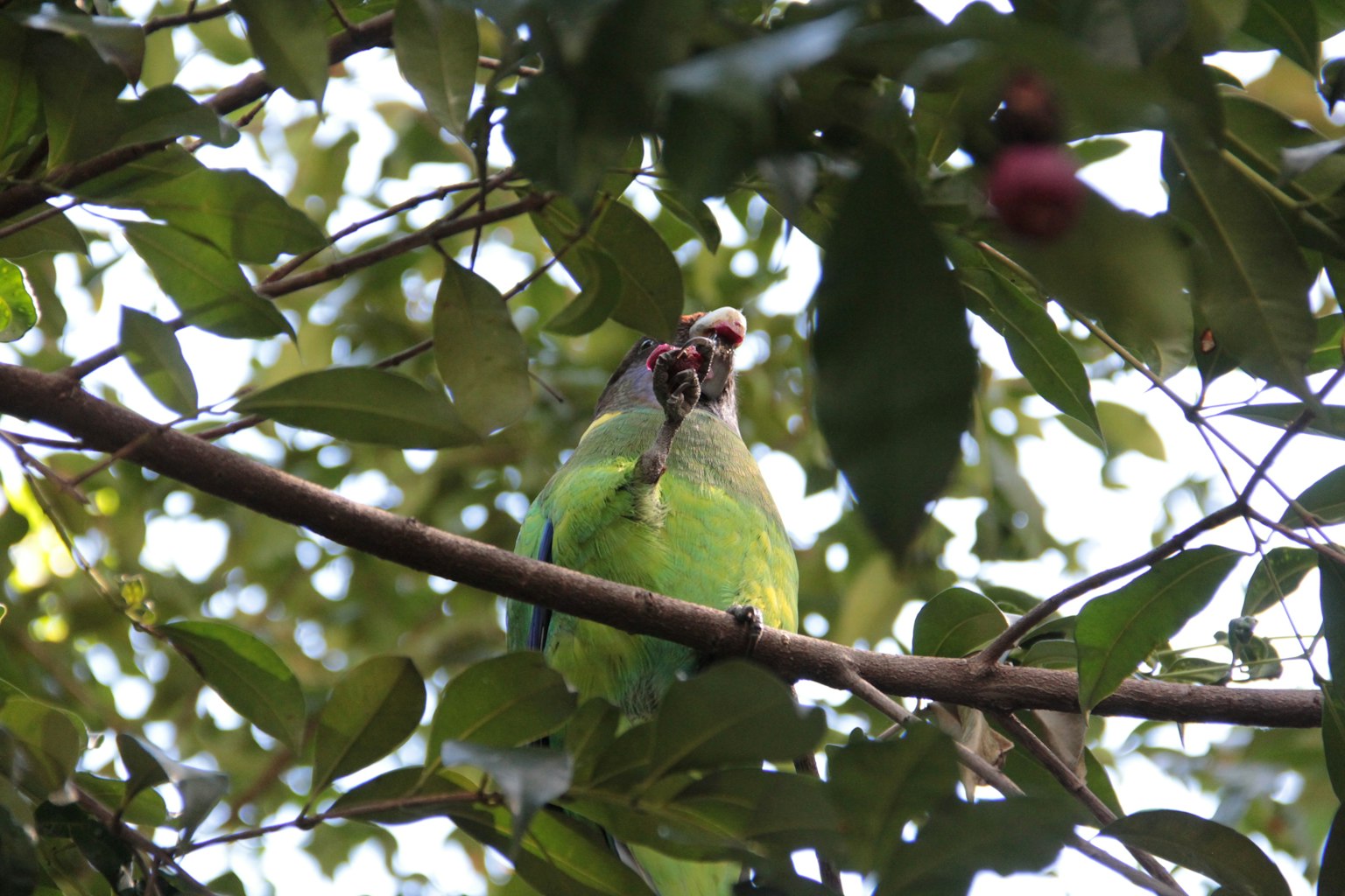 Uccello verde appollaiato su un ramo con un frutto in bocca