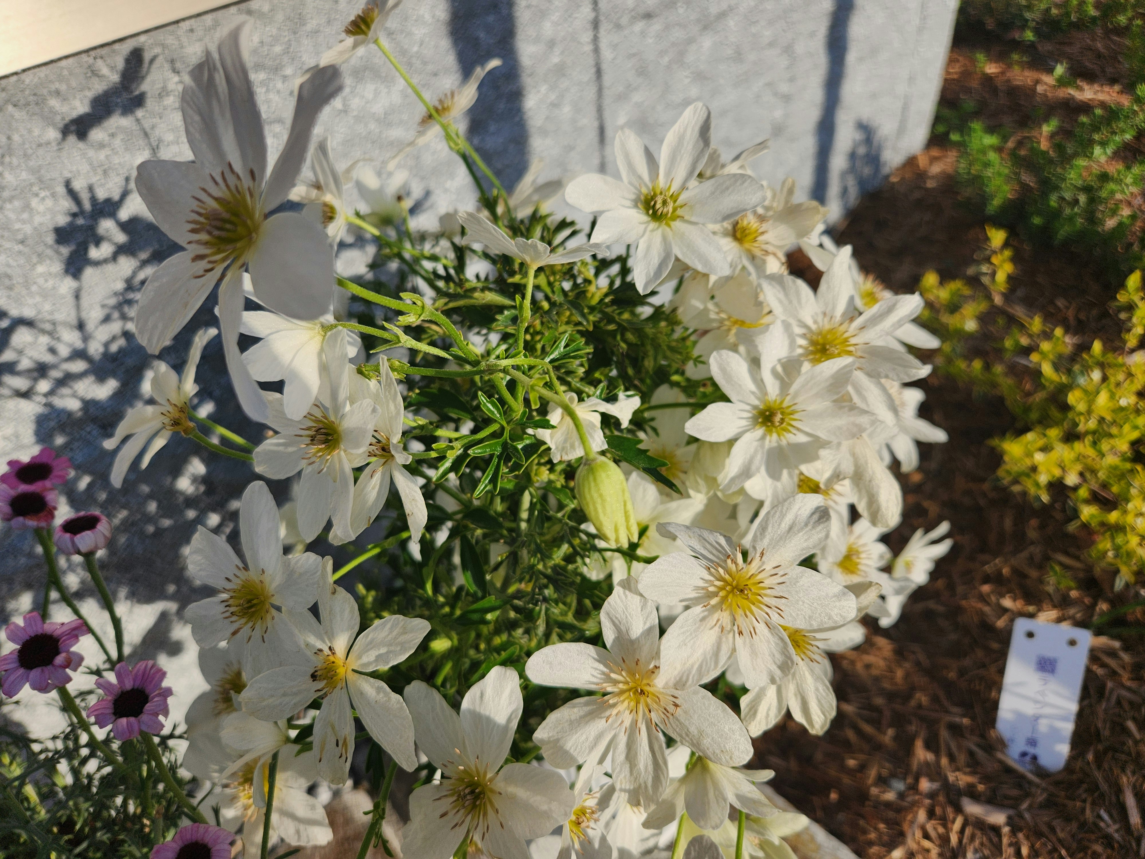 白い花が咲く庭の花壇