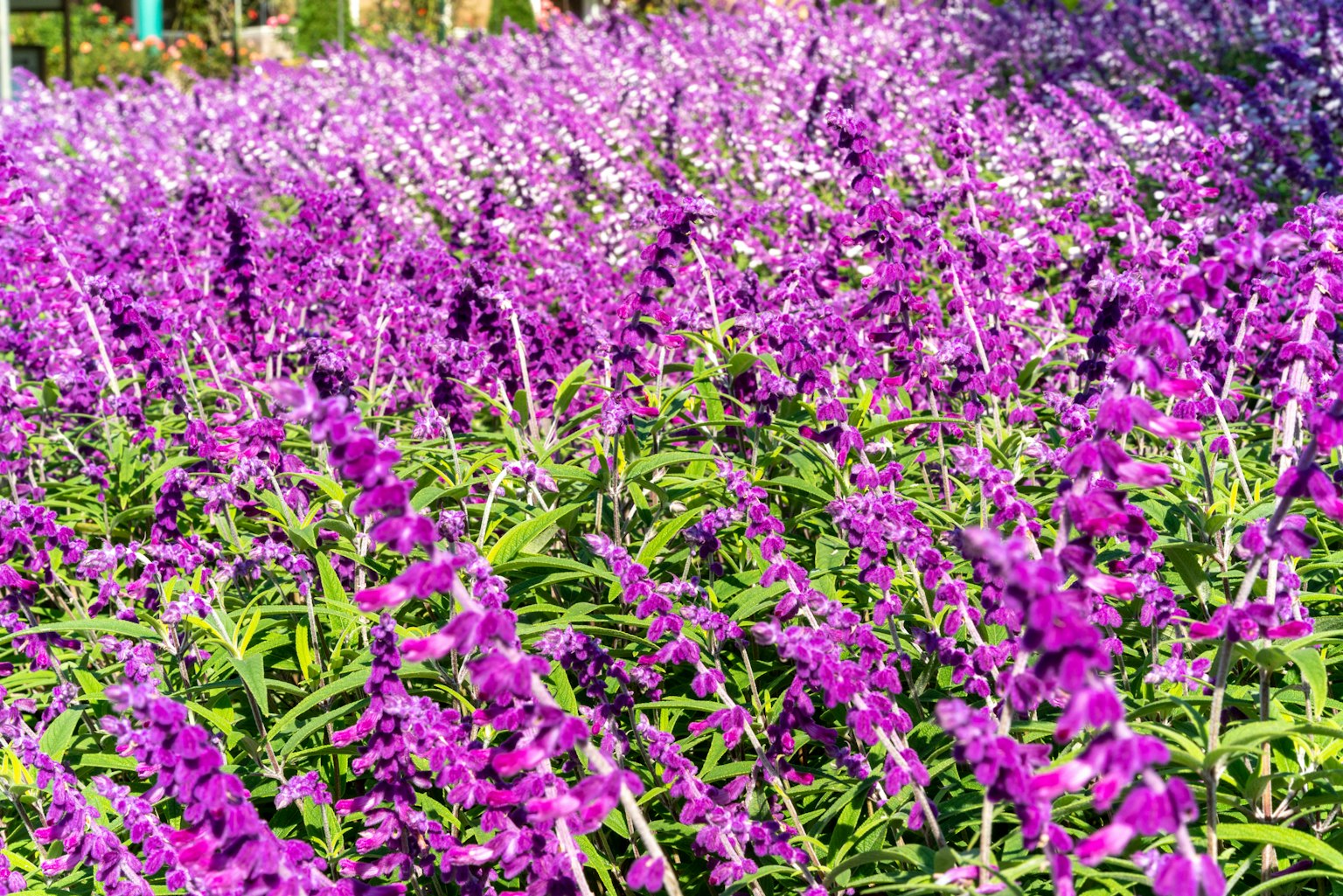 紫色の花が広がる美しい庭の風景