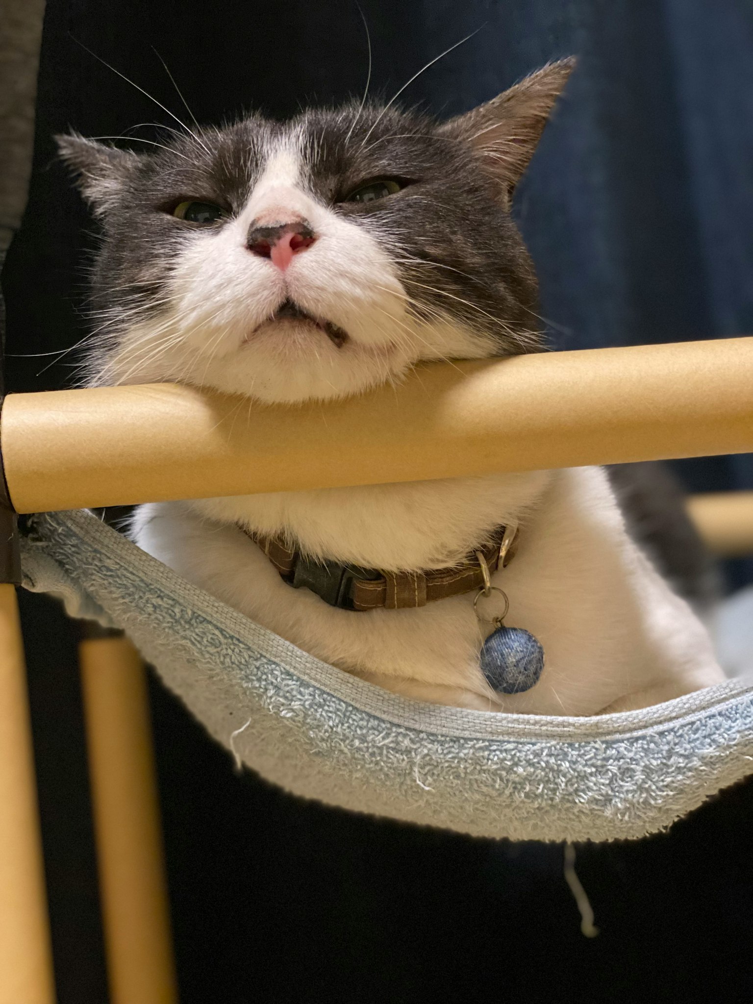 灰白色猫在吊床上休息