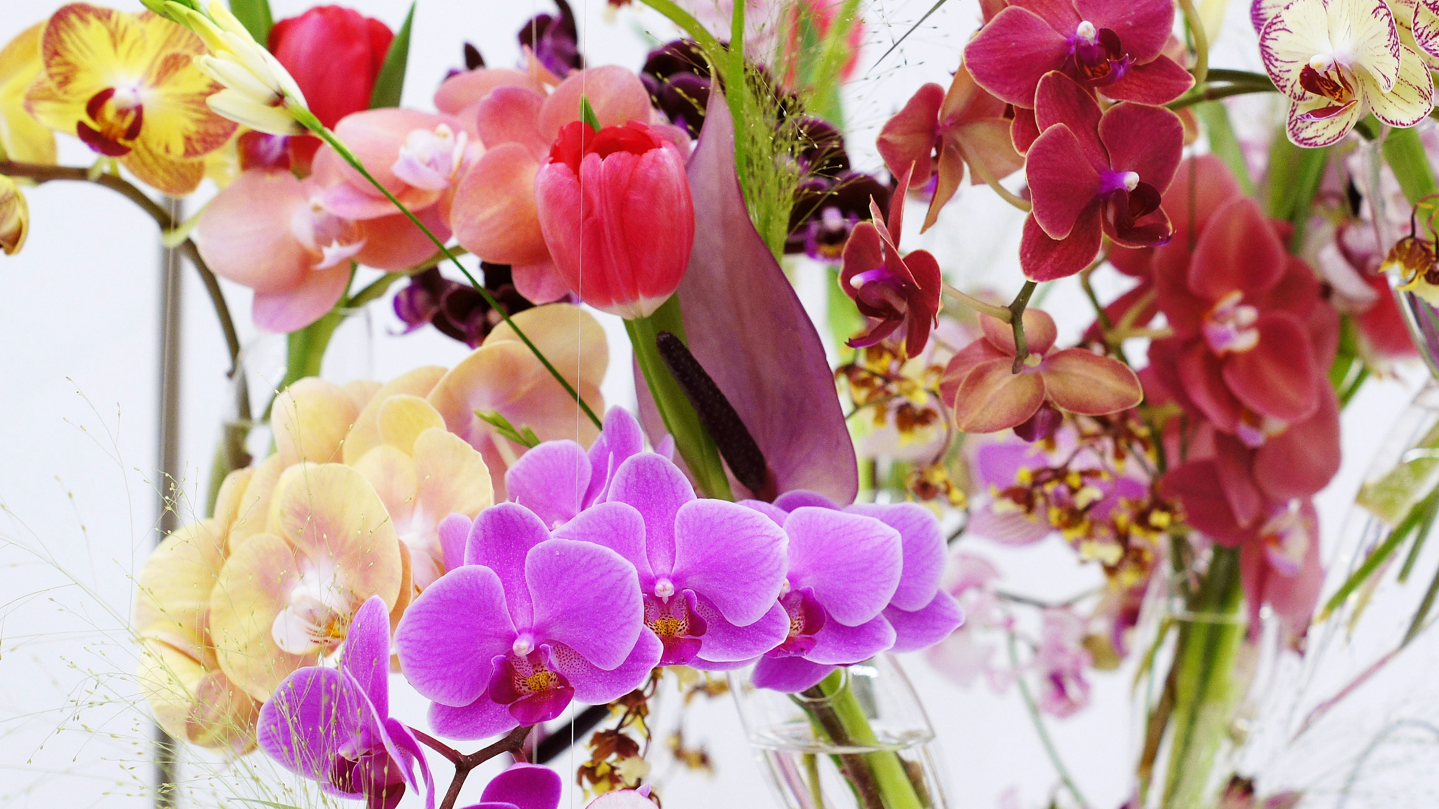 色とりどりの胡蝶蘭の花束