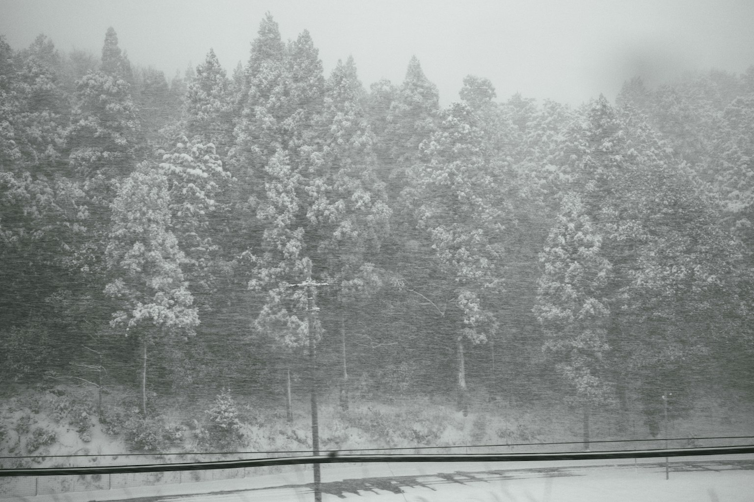 雾中雪覆盖的树木