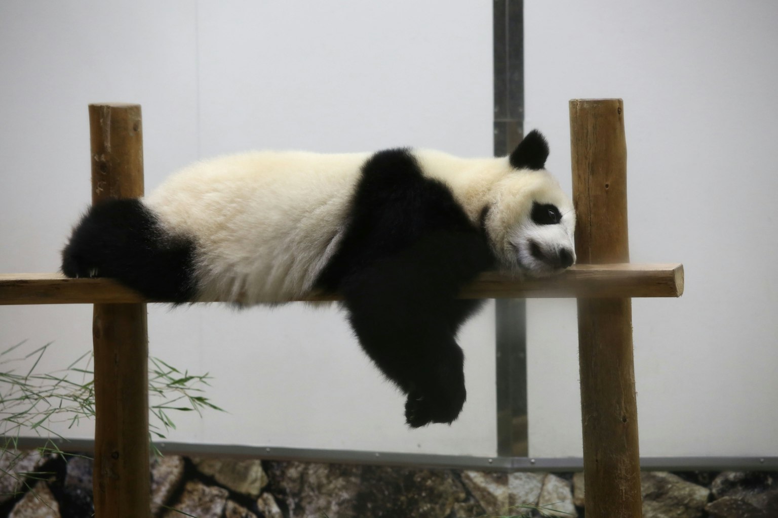 Panda berbaring di atas balok kayu