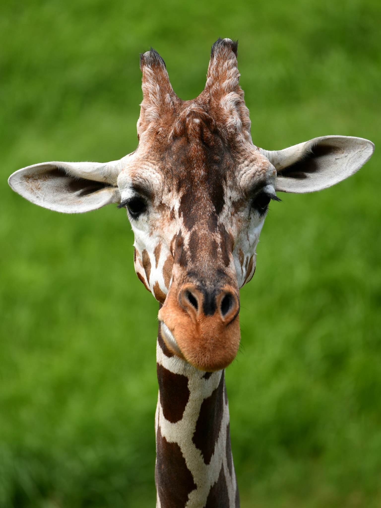 Primo piano del volto di una giraffa con sfondo verde