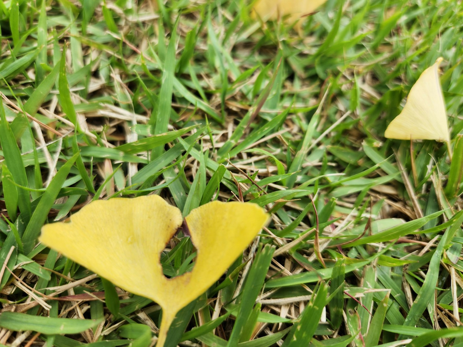 Daun ginkgo kuning di atas rumput hijau dengan serangga kecil