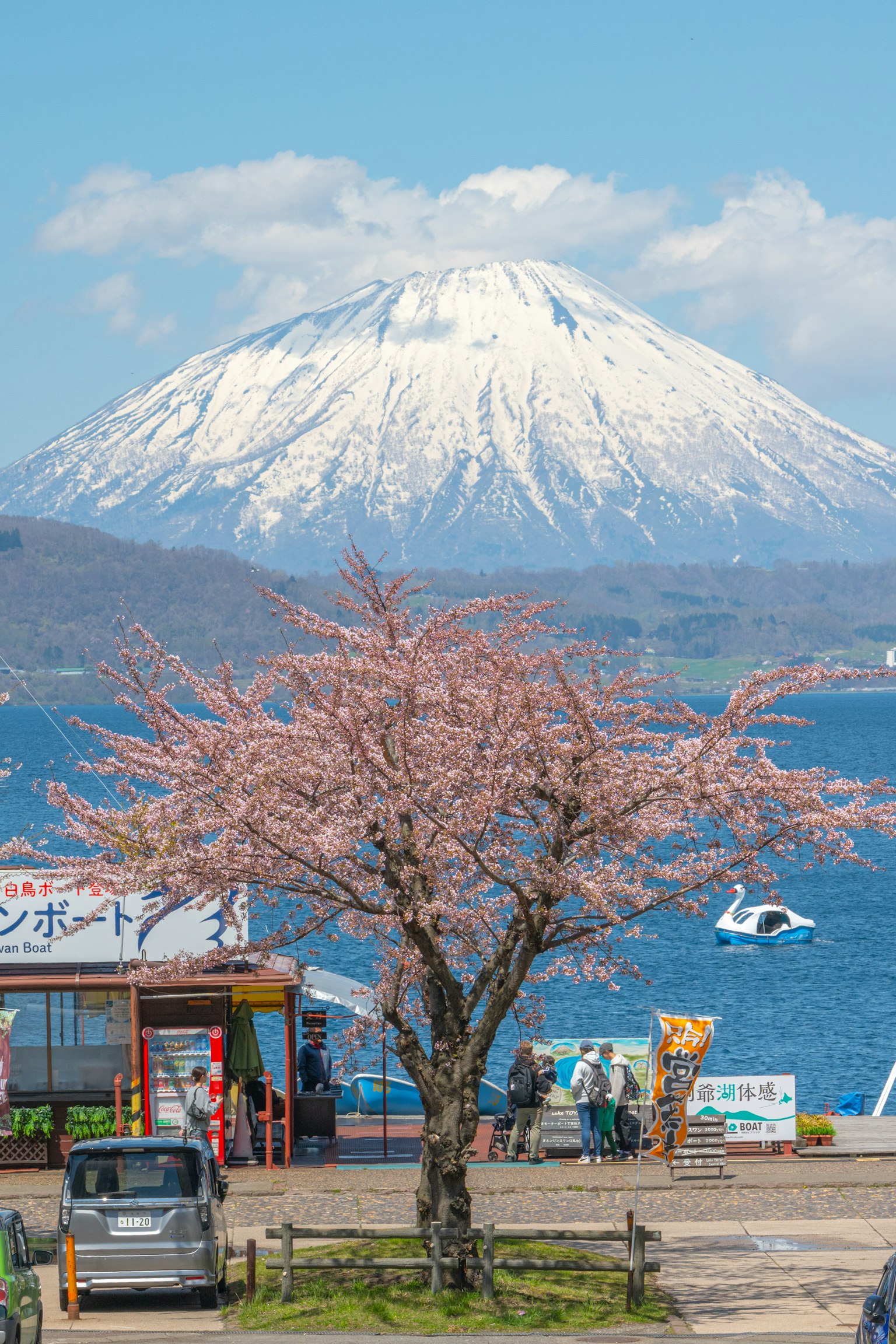 櫻花樹和背景中的雪山