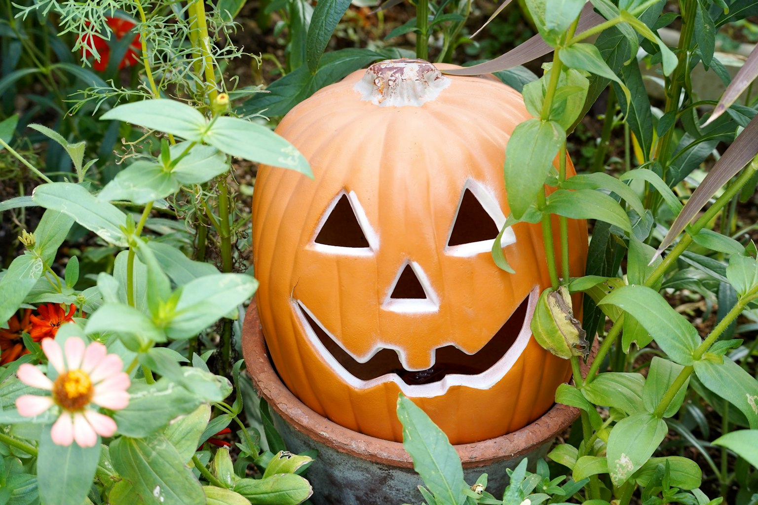 Zucca di Halloween circondata da piante verdi