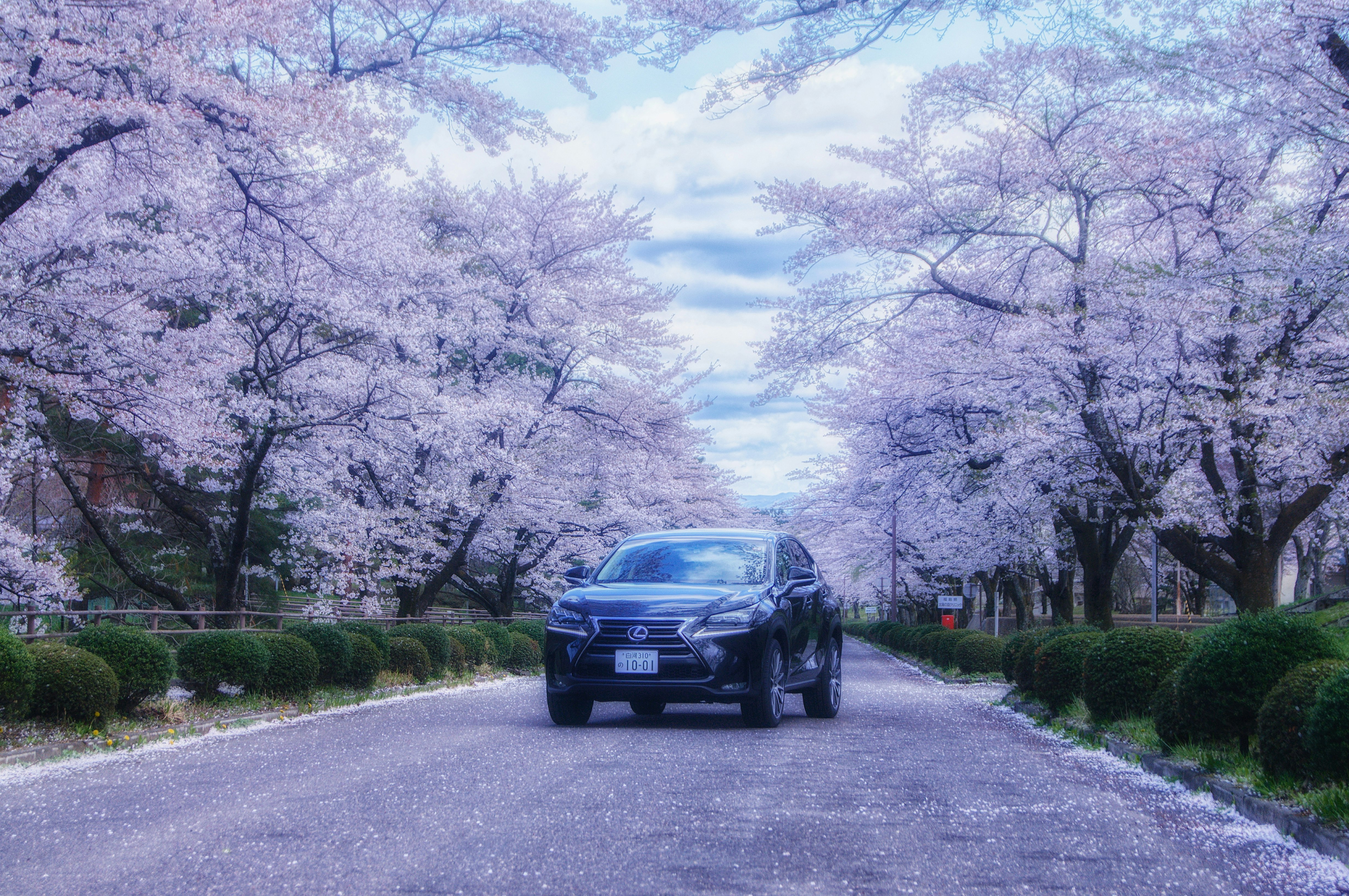 桜並木の中を走るレクサス車