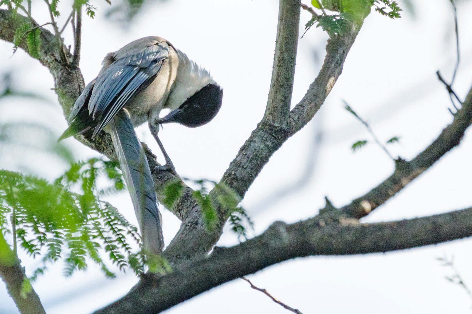 Un oiseau perché sur une branche regardant vers le bas