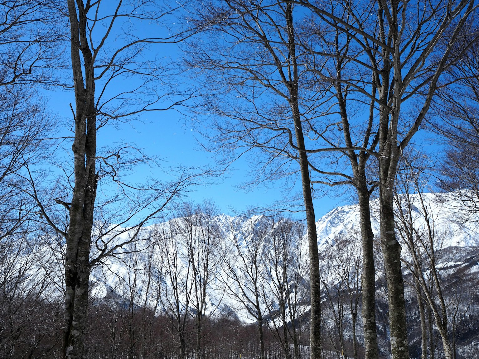 冬季樹木與雪山和藍天
