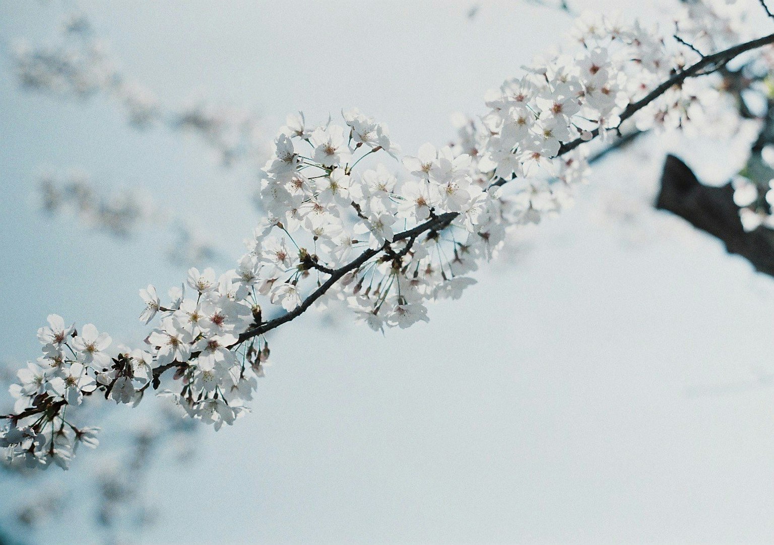 Zweig mit weißen Kirschblüten unter blauem Himmel