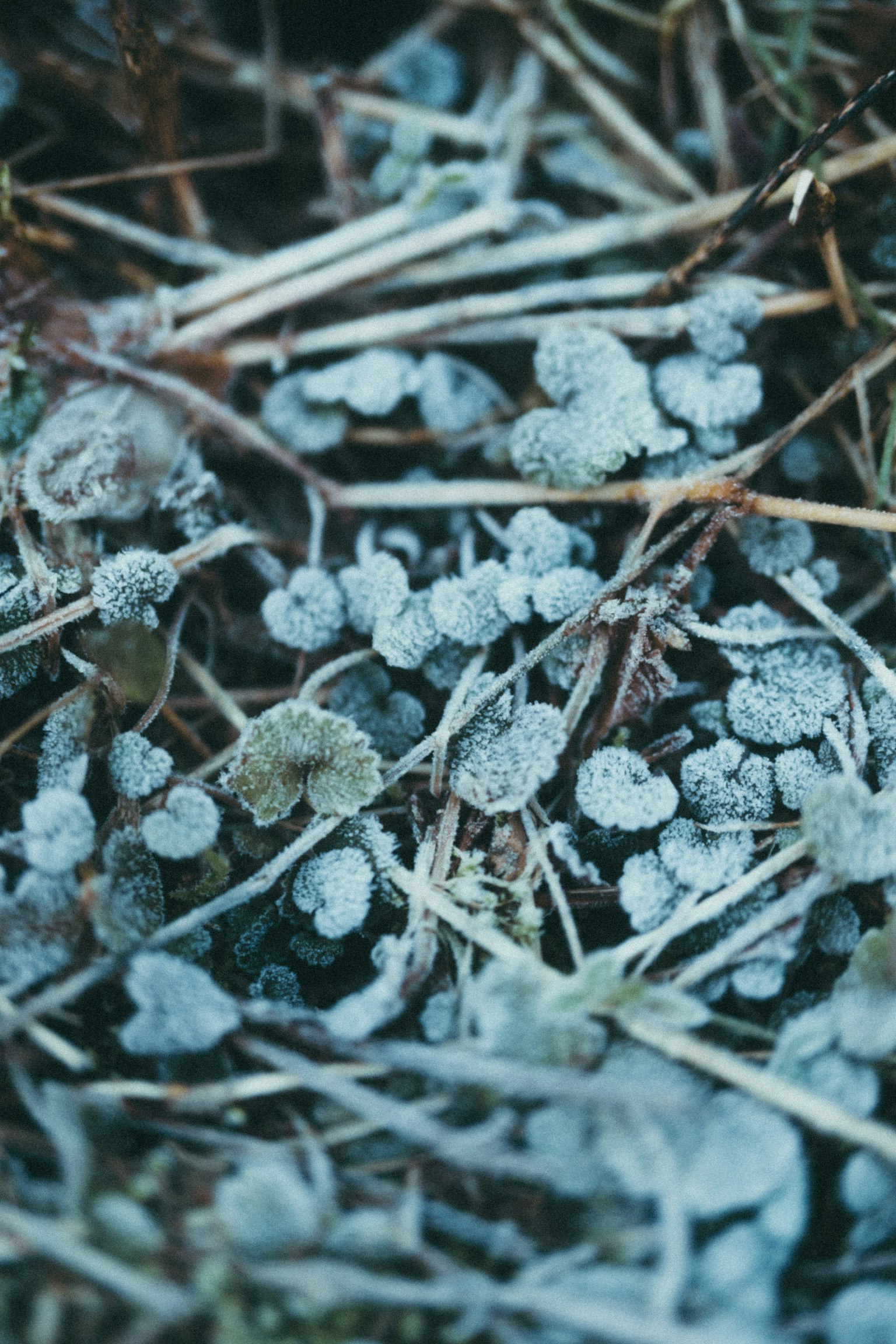Close-up of frost-covered plant leaves and dry grass