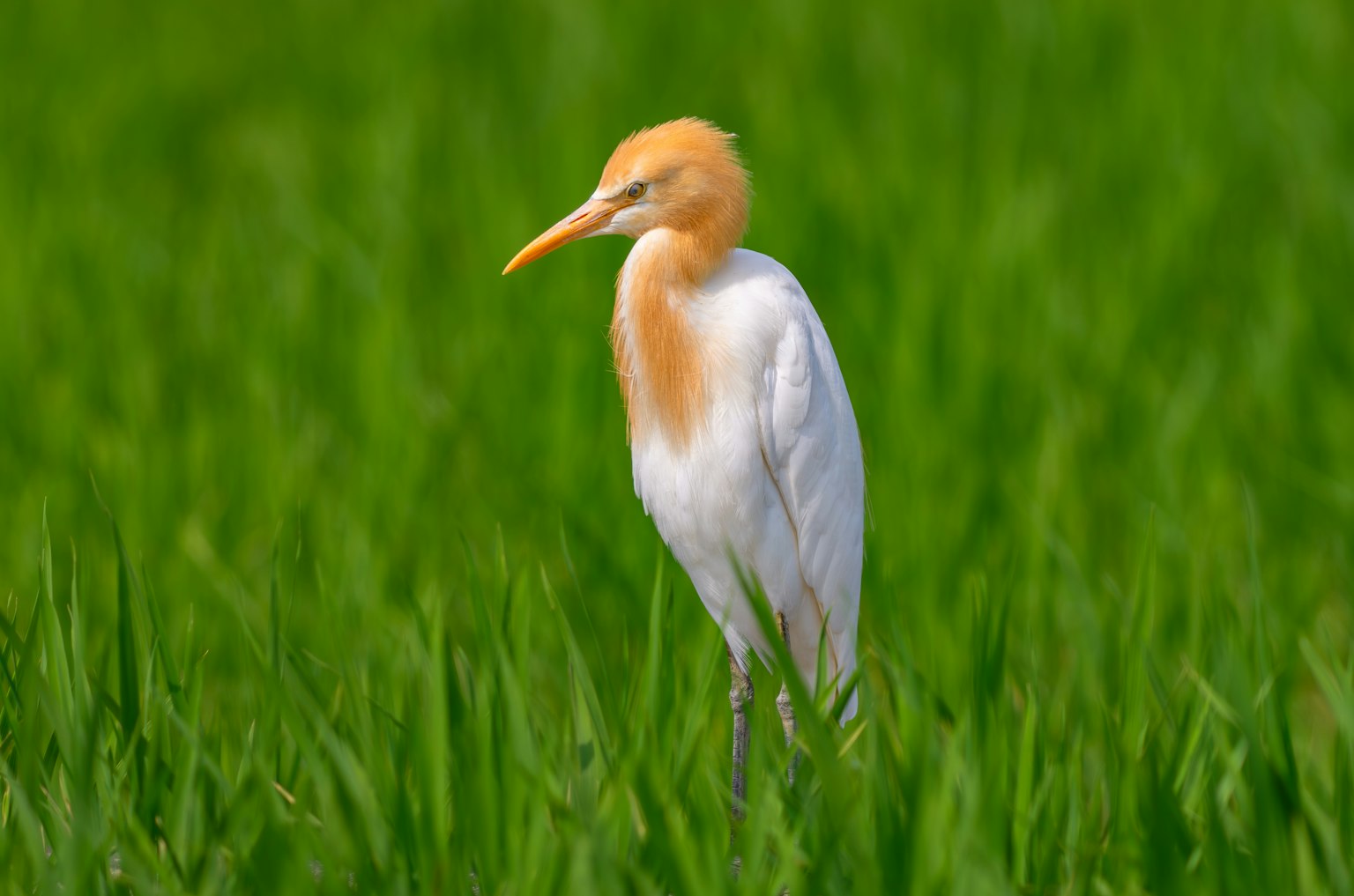 Profil eines weißen Vogels, der in einem grünen Reisfeld steht