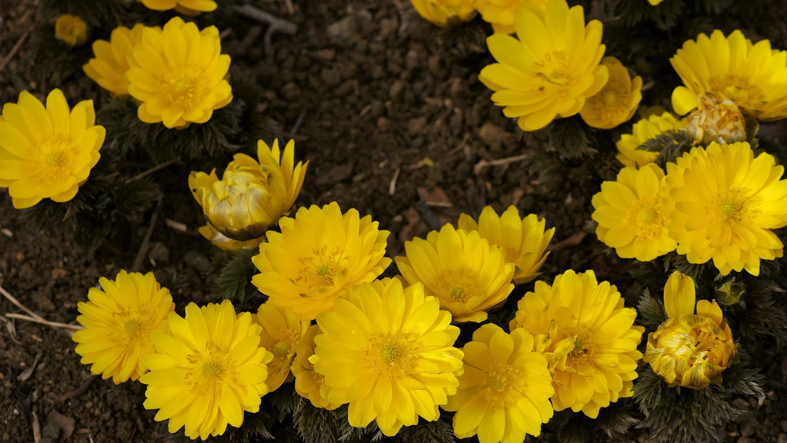A cluster of bright yellow flowers blooming on the ground