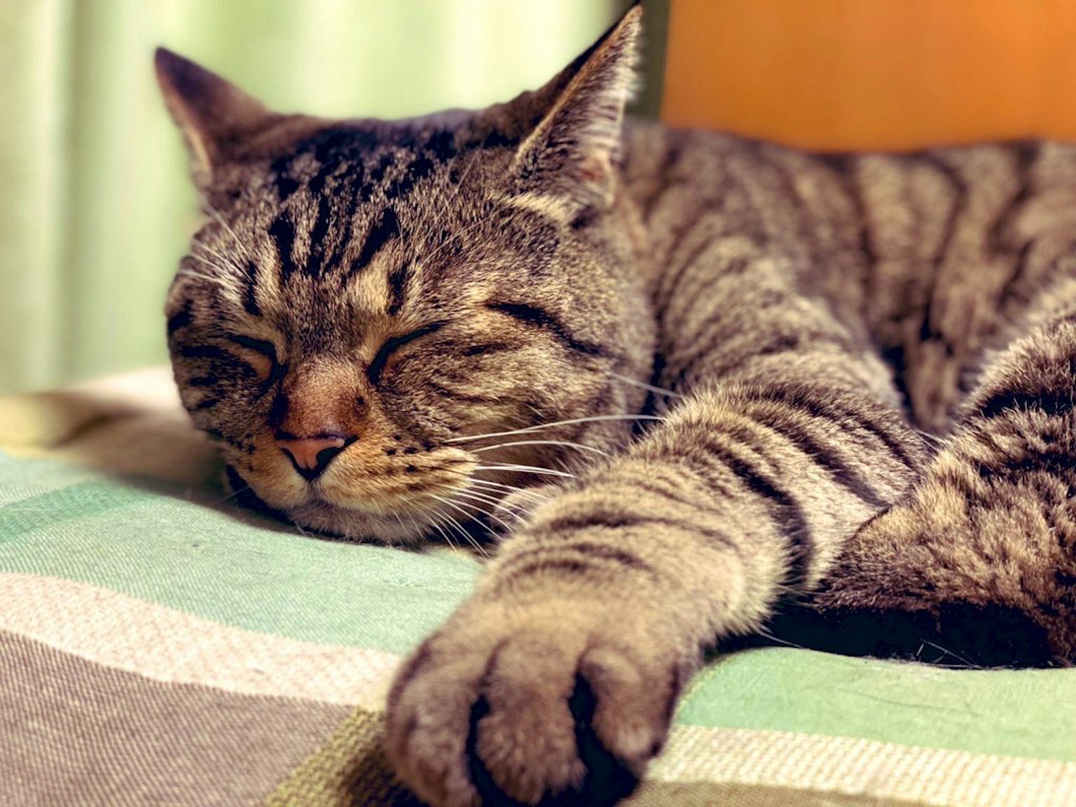 一只睡着的虎斑猫在毯子上放松