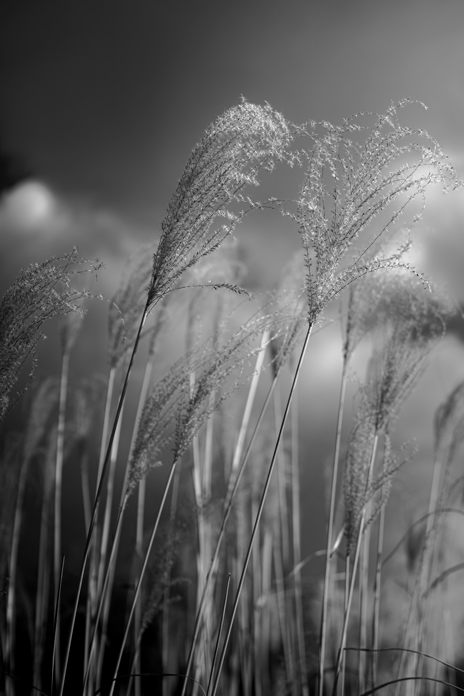 Image en noir et blanc de brins d'herbe ondulants