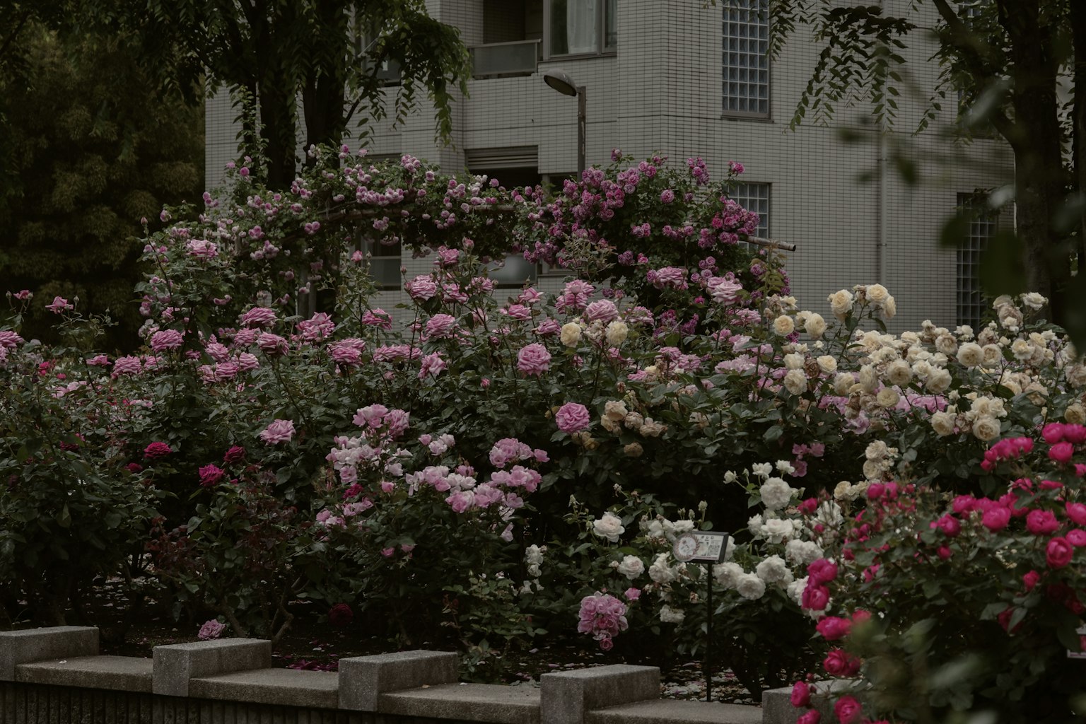 Vườn hoa hồng đầy màu sắc với nhiều bông hoa và một tòa nhà ở phía sau