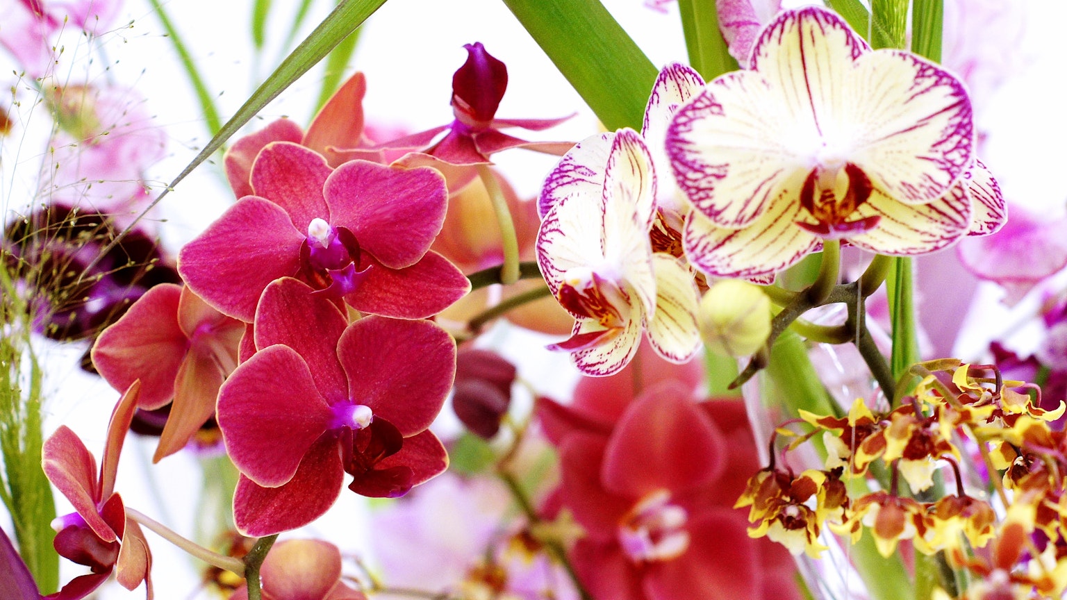 Un hermoso ramo de flores de orquídeas coloridas