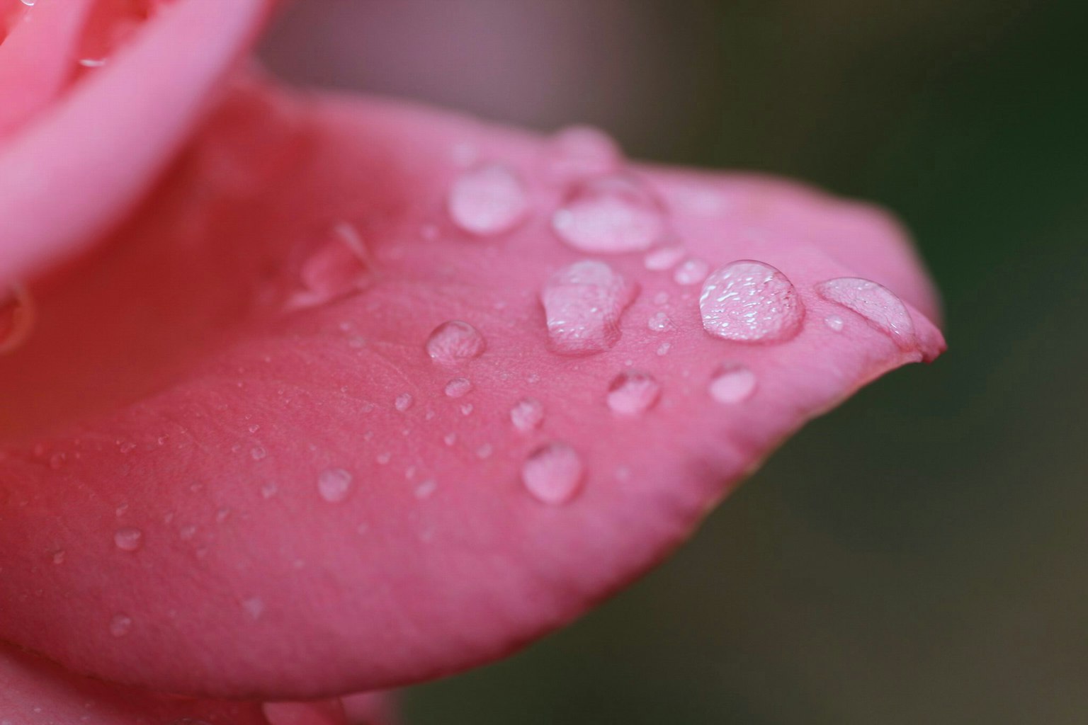 Gros plan d'un pétale de rose rose avec des gouttes d'eau