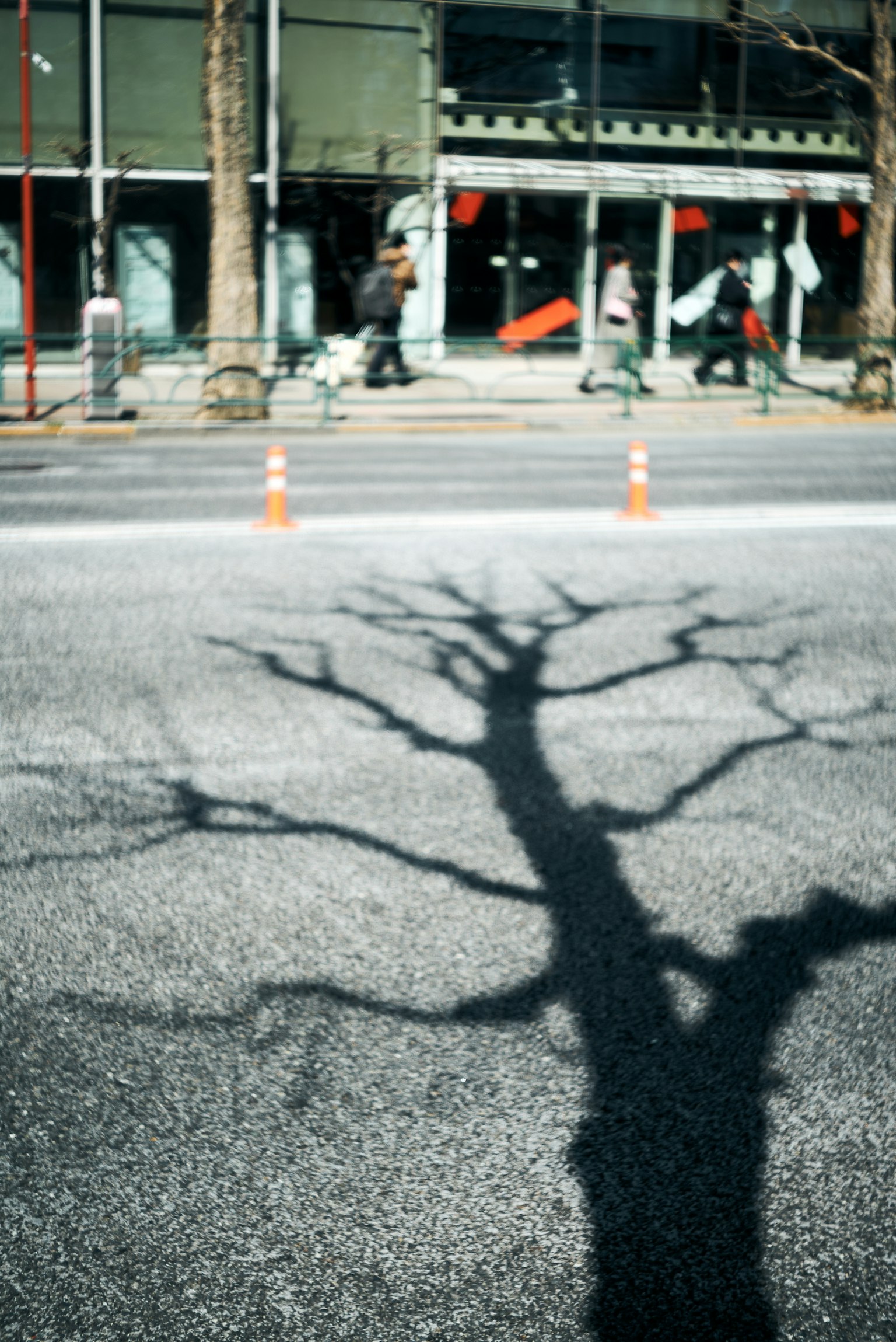 Tree shadow cast on the road with pedestrians walking by